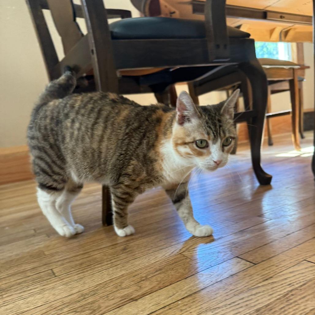 Geri, a Adoptable Domestic Medium Hair in St. Paul, MN image 3/5