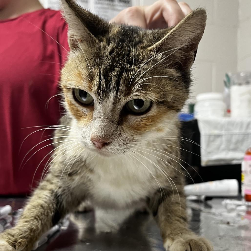 Geri, a Adoptable Domestic Medium Hair in St. Paul, MN image 5/5