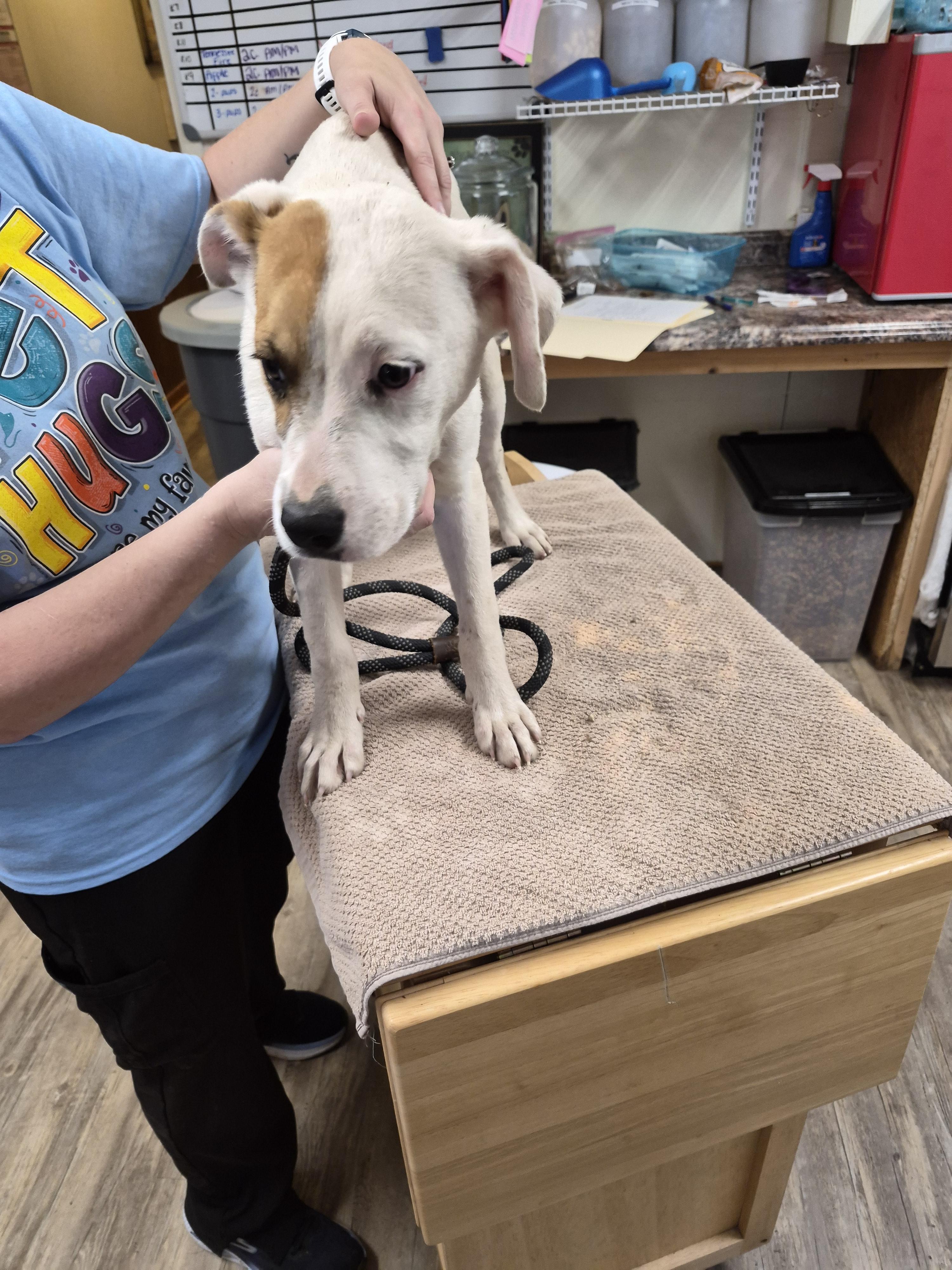 Hashbrown, Adoptable, Young Male Pug & Jack Russell Terrier.