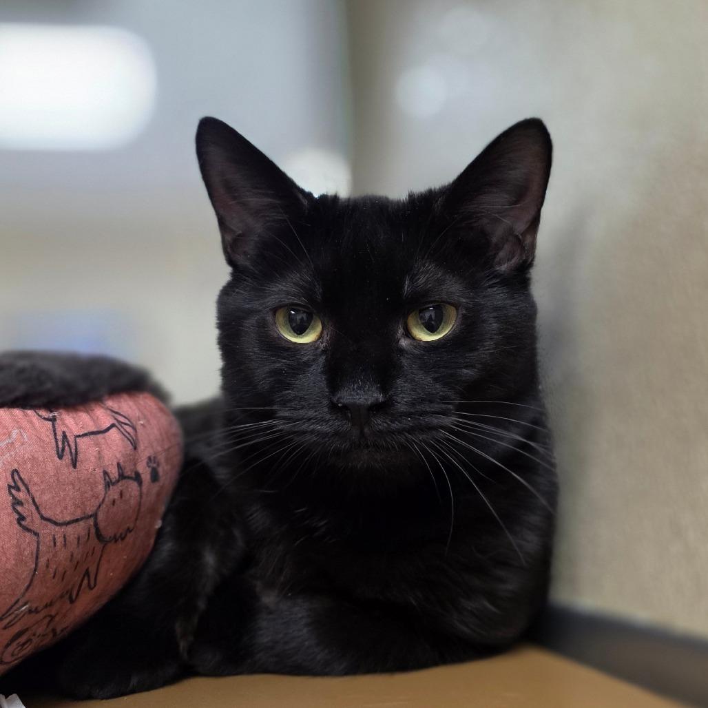 Luca, Adoptable, Adult Male Domestic Short Hair.