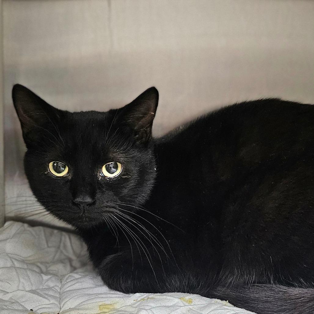 Luca, Adoptable, Adult Male Domestic Short Hair.