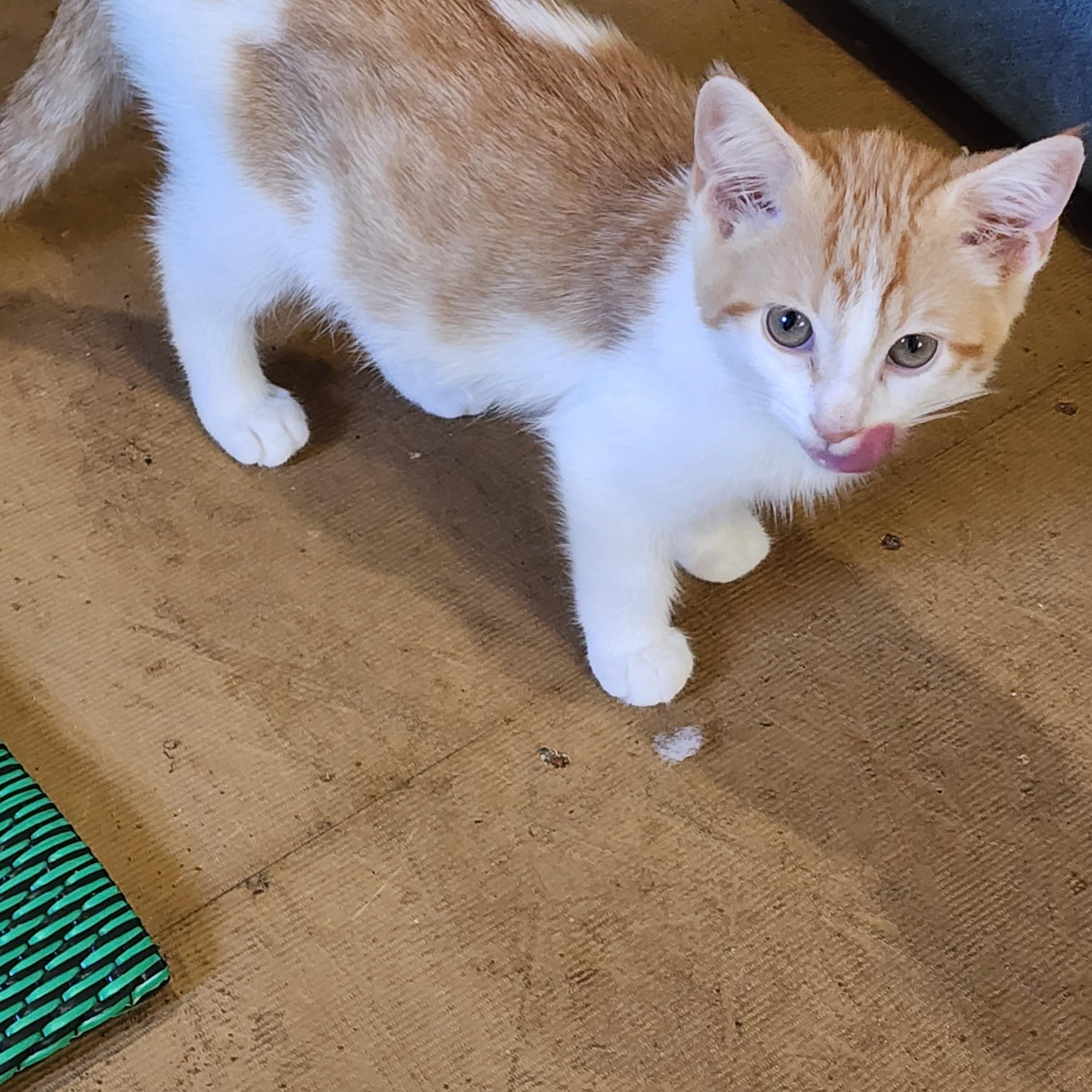 Tom, Adopted, Young Male Domestic Short Hair.