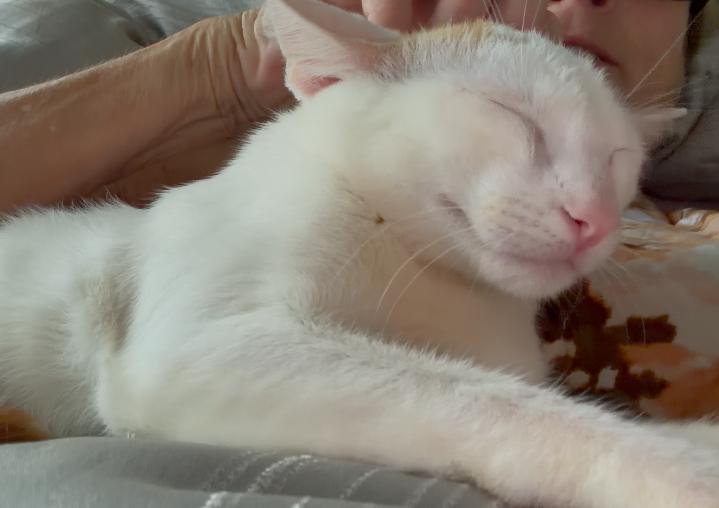 Polu, Adoptable, Young Male Domestic Short Hair.
