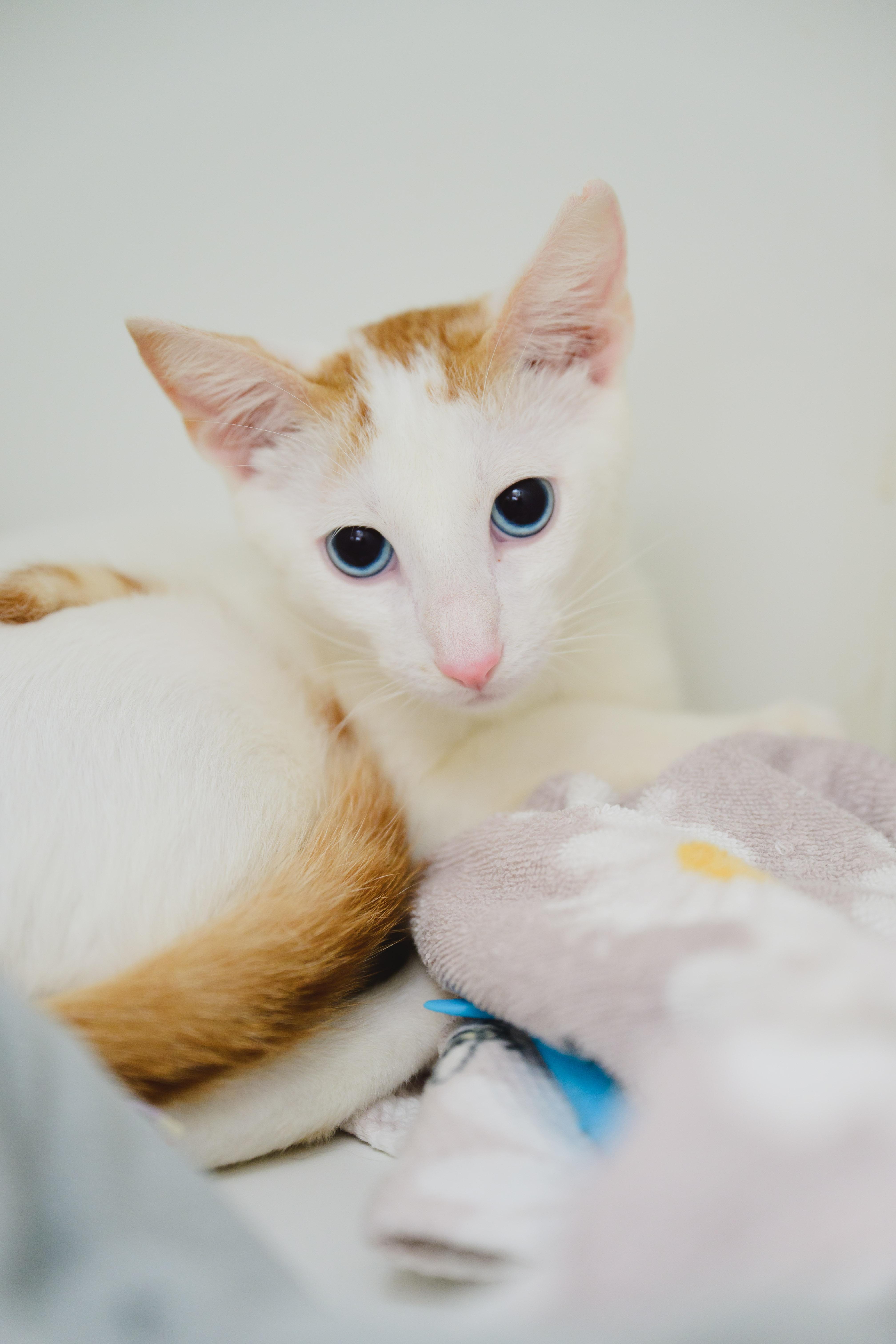 Enlarge Polu, a Adoptable Domestic Short Hair in Honolulu, HI image 2/4