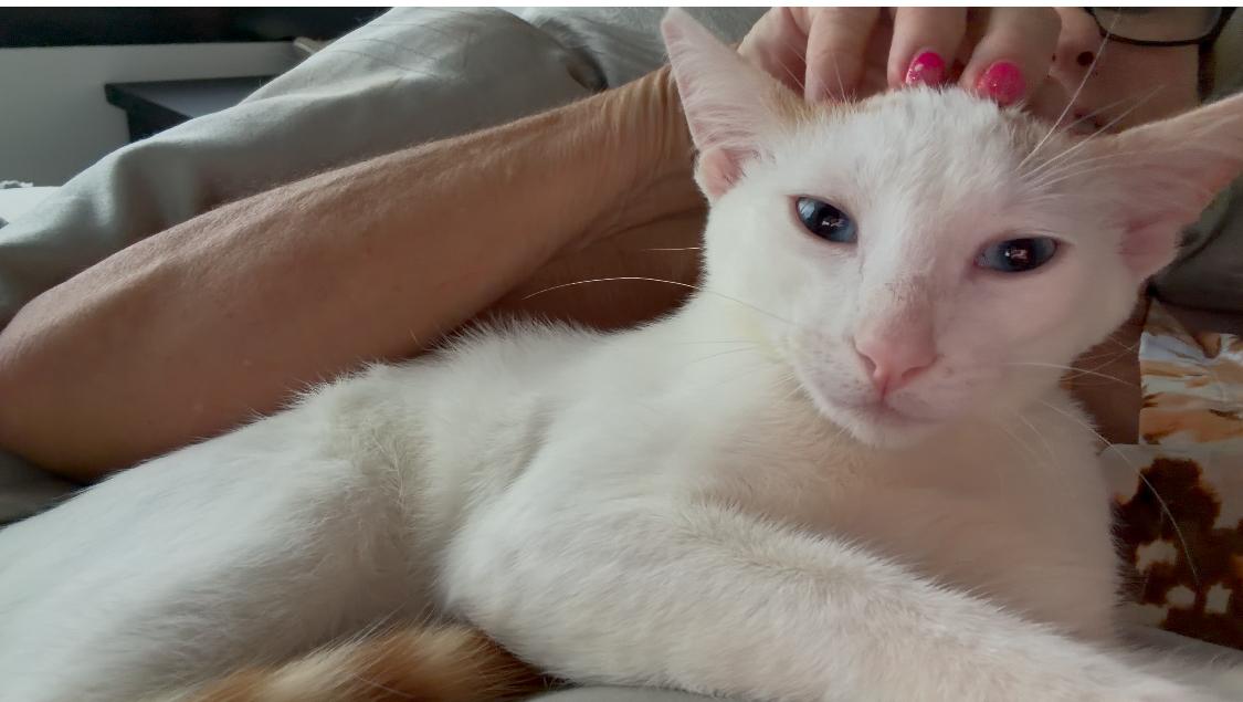 Enlarge Polu, a Adoptable Domestic Short Hair in Honolulu, HI image 3/4