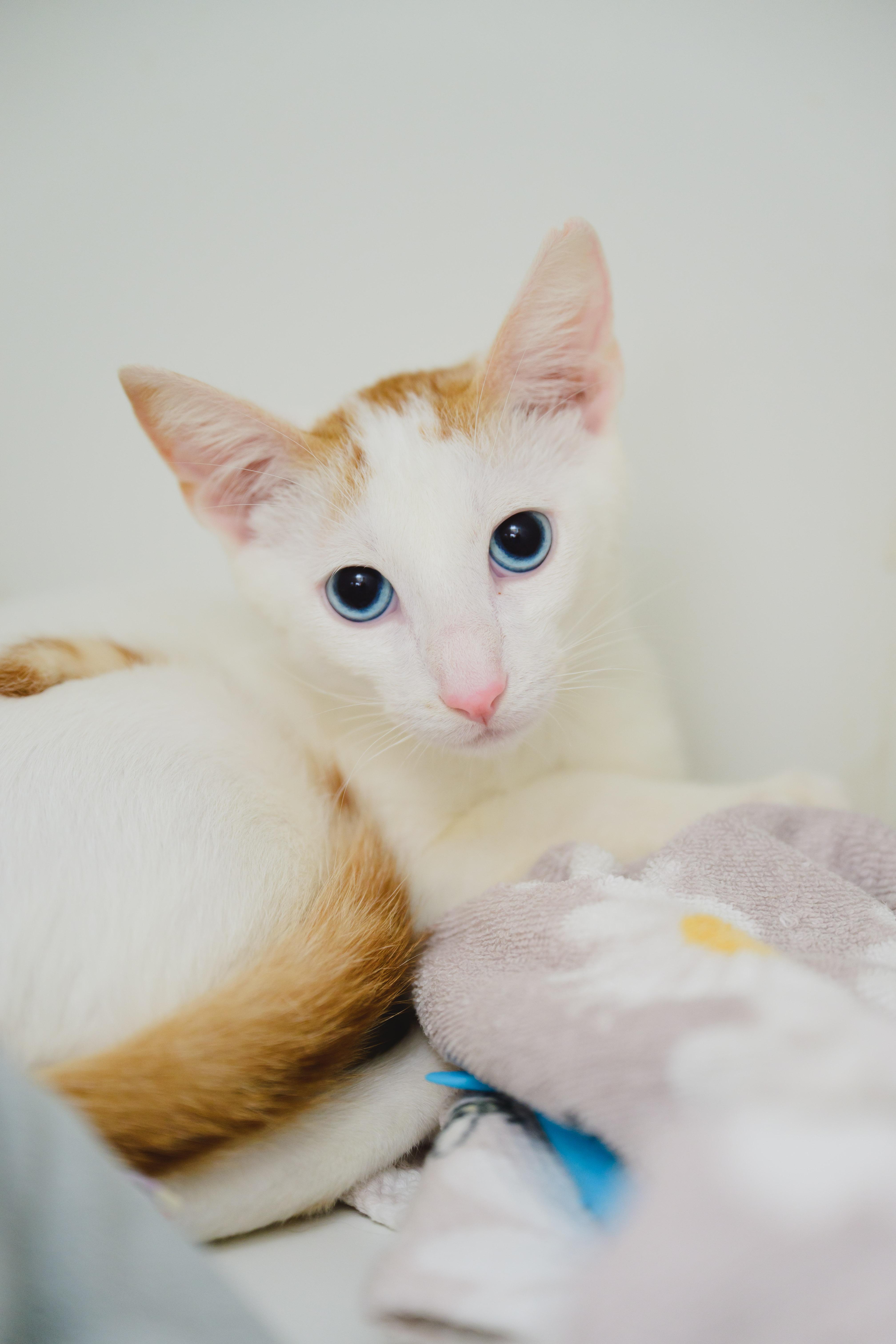 Enlarge Polu, a Adoptable Domestic Short Hair in Honolulu, HI image 4/4