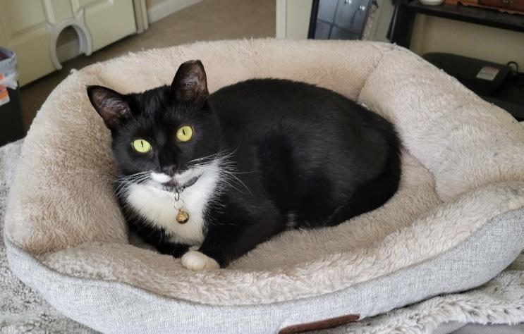 Luna, Adoptable, Young Female Tuxedo.