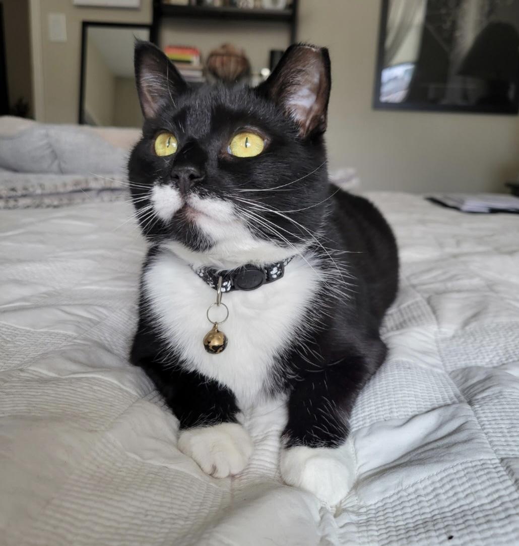 Enlarge Luna, a Adoptable Tuxedo in Independence, OH image 2/4