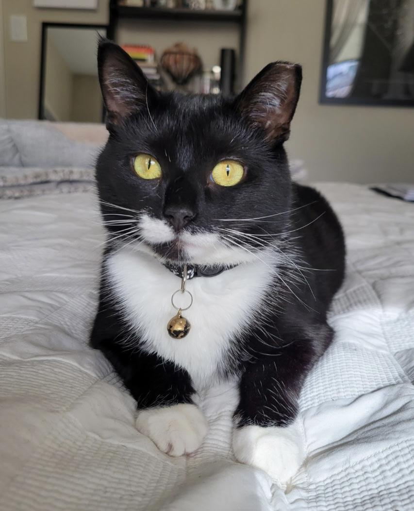 Luna, Young Female Tuxedo