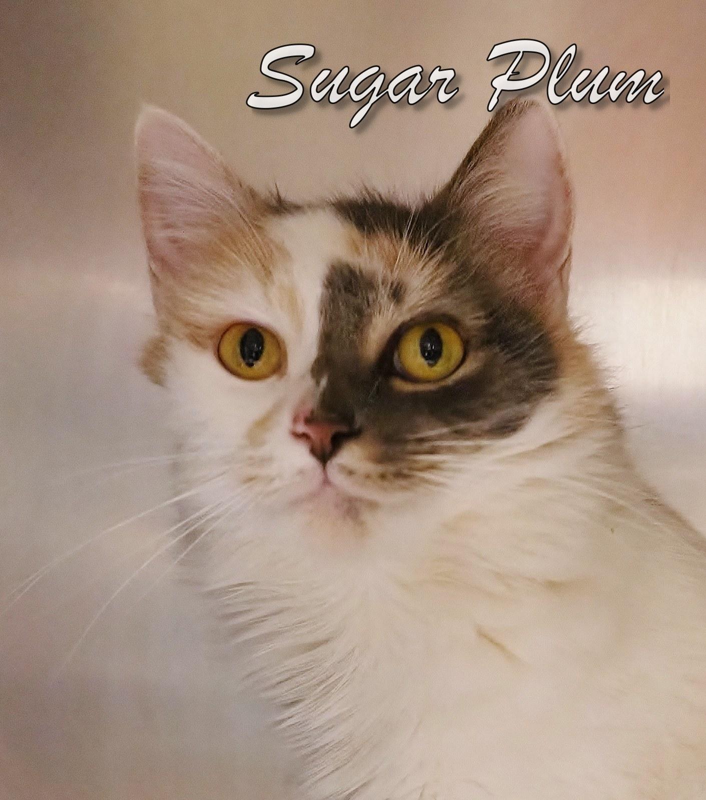 Sugar Plum, adopted, Young Female Domestic Short Hair.