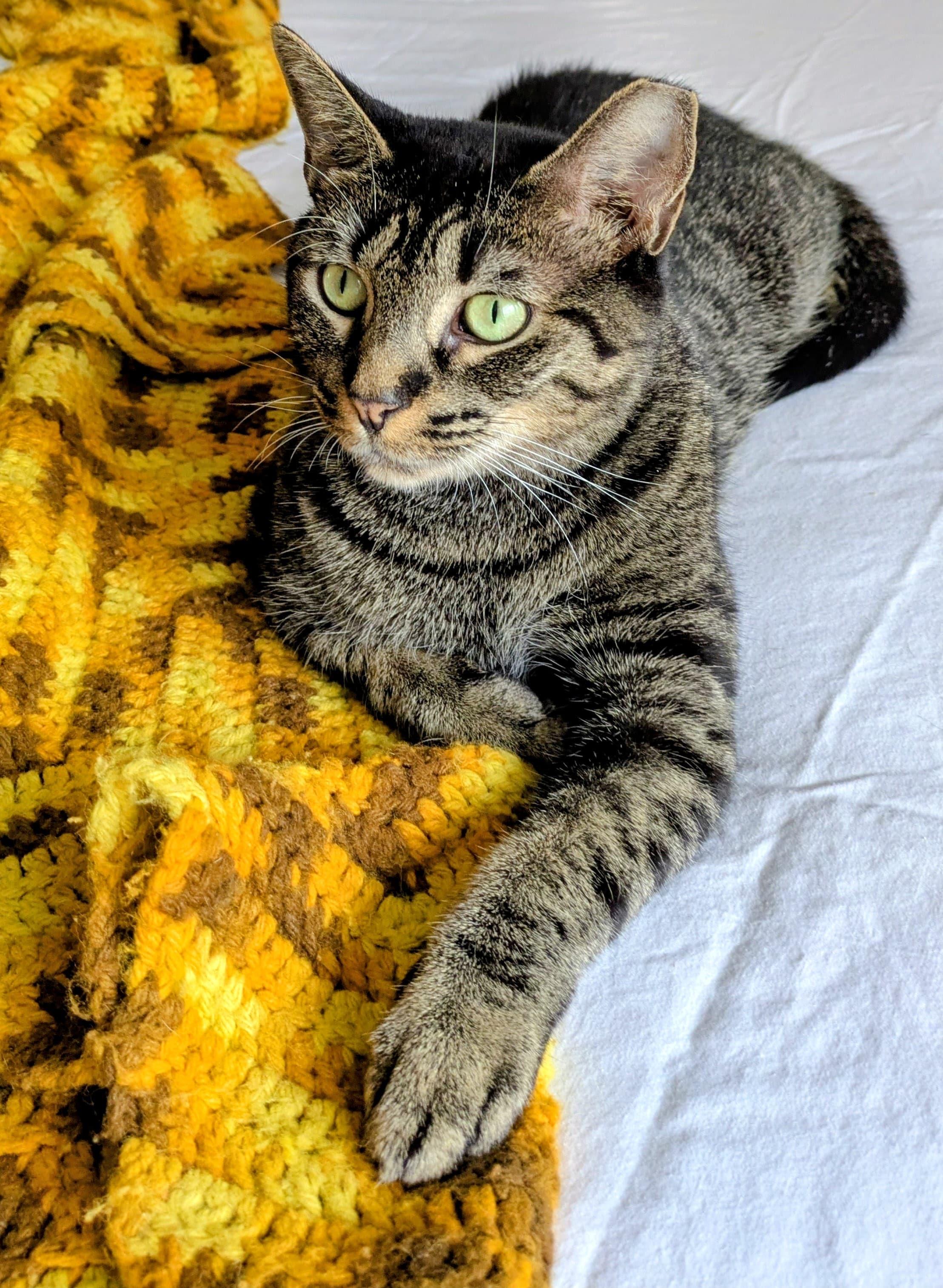 Enlarge Mariposa, a Adoptable Domestic Short Hair in Stamford, CT image 2/6