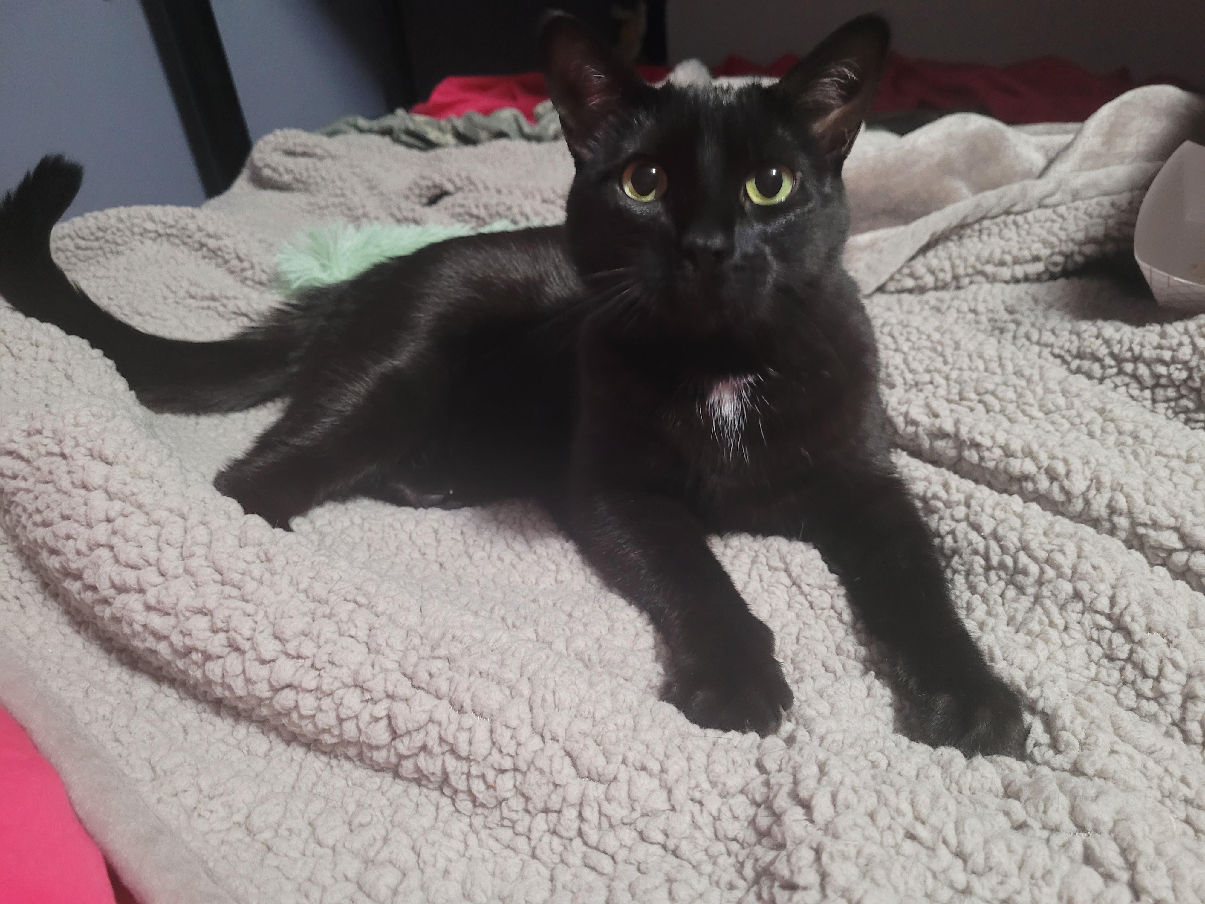 Enlarge Pipsqueak, a ADOPTABLE Domestic Short Hair in Milwaukee, WI image 2/5