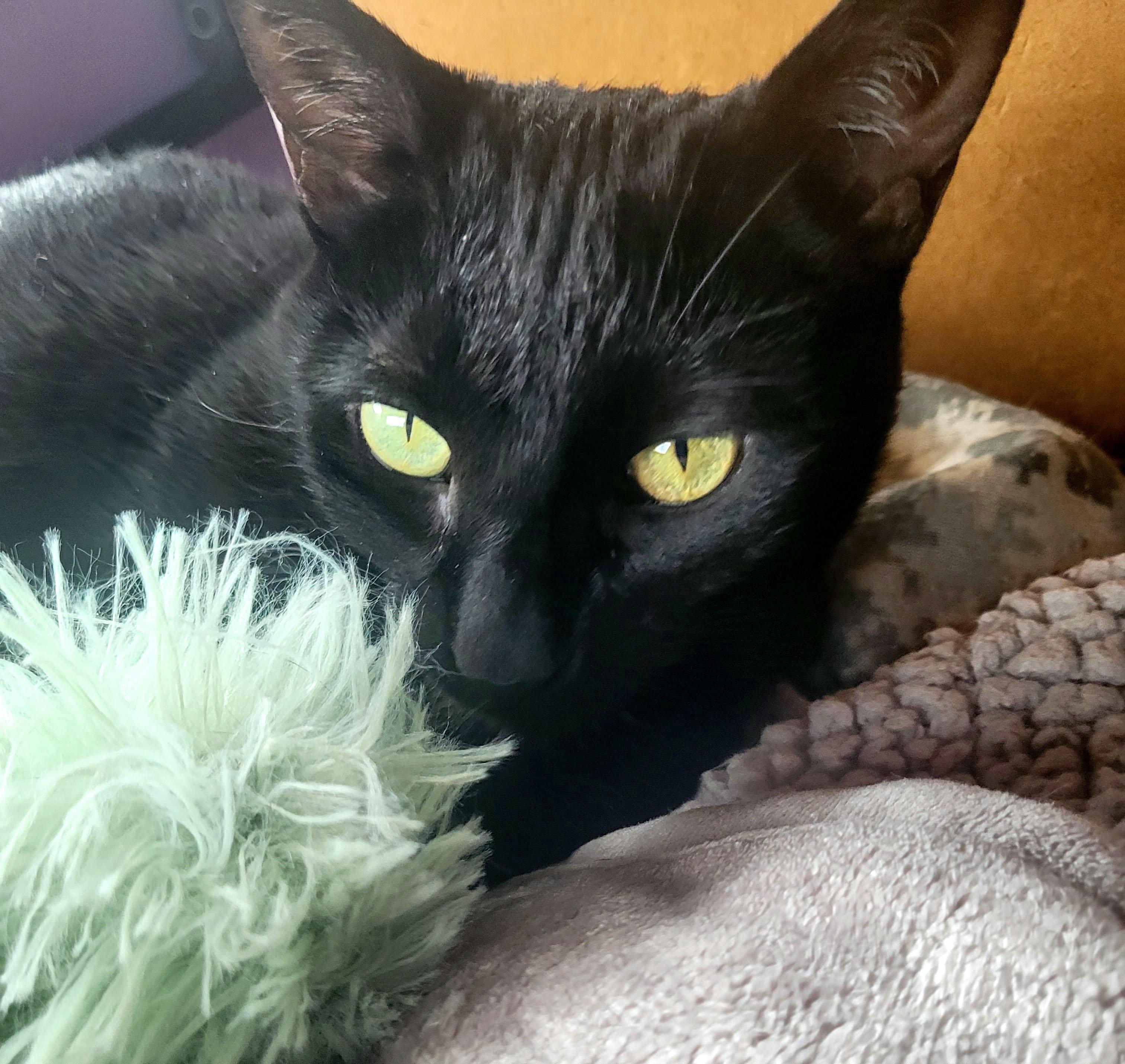Enlarge Pipsqueak, a ADOPTABLE Domestic Short Hair in Milwaukee, WI image 1/5