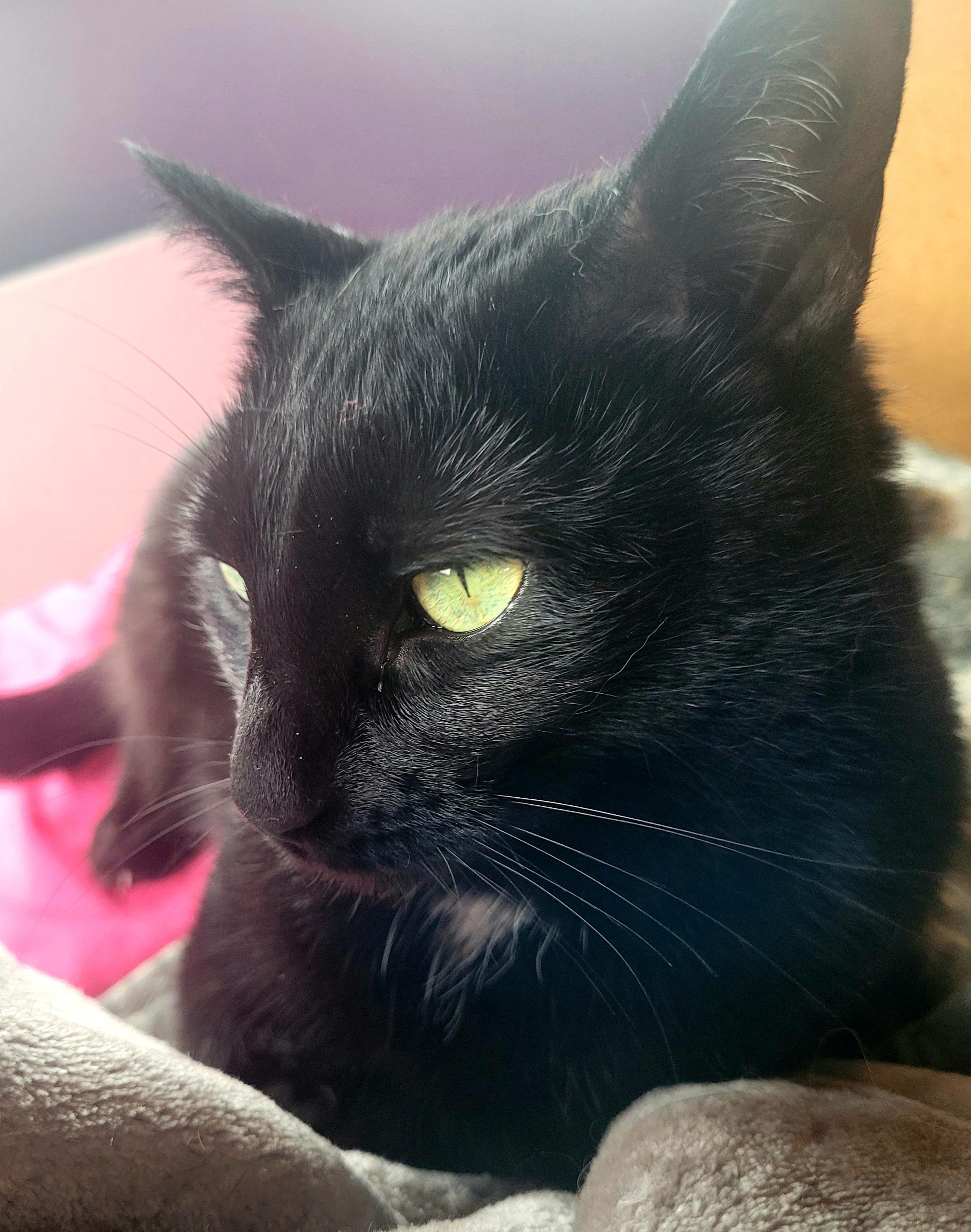 Enlarge Pipsqueak, a ADOPTABLE Domestic Short Hair in Milwaukee, WI image 5/5