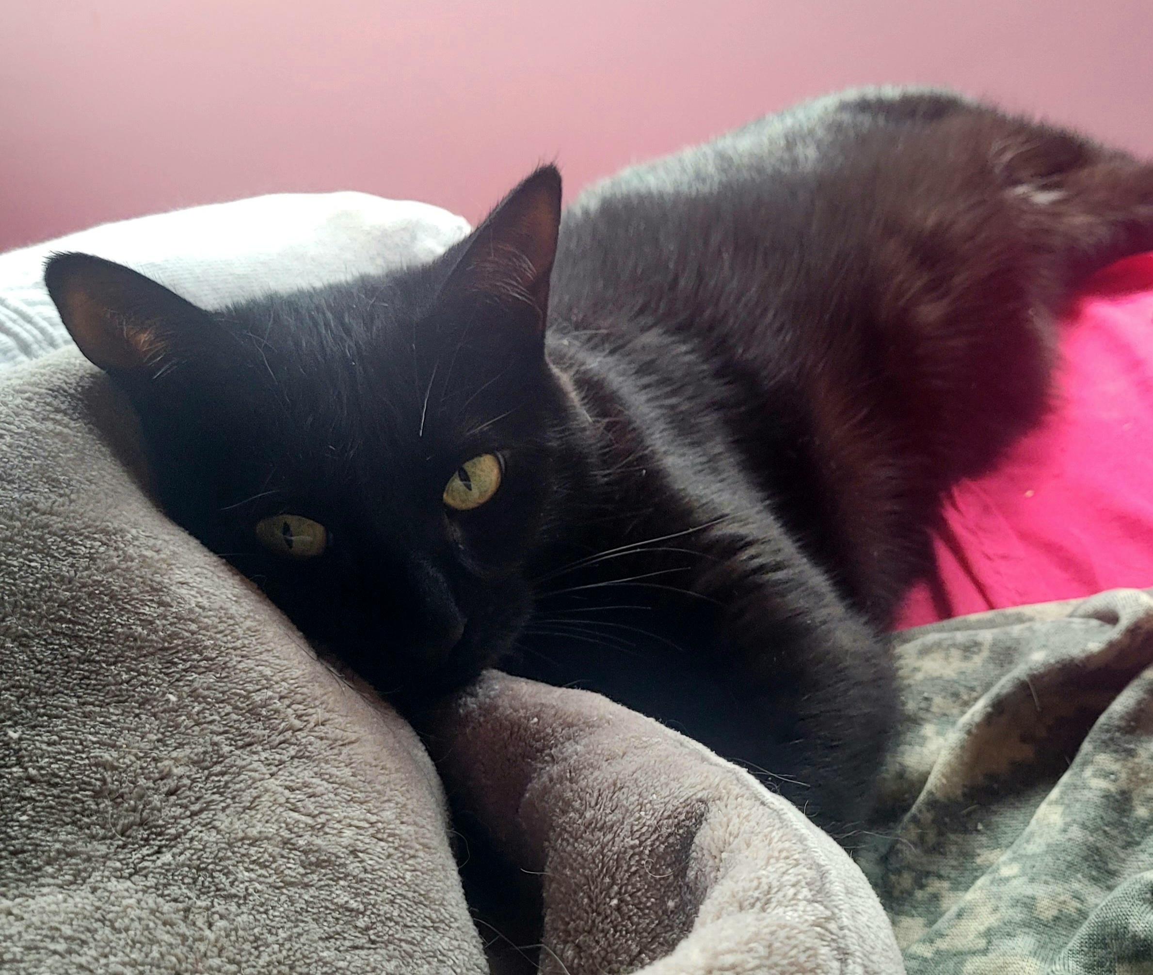 Enlarge Pipsqueak, a ADOPTABLE Domestic Short Hair in Milwaukee, WI image 3/5