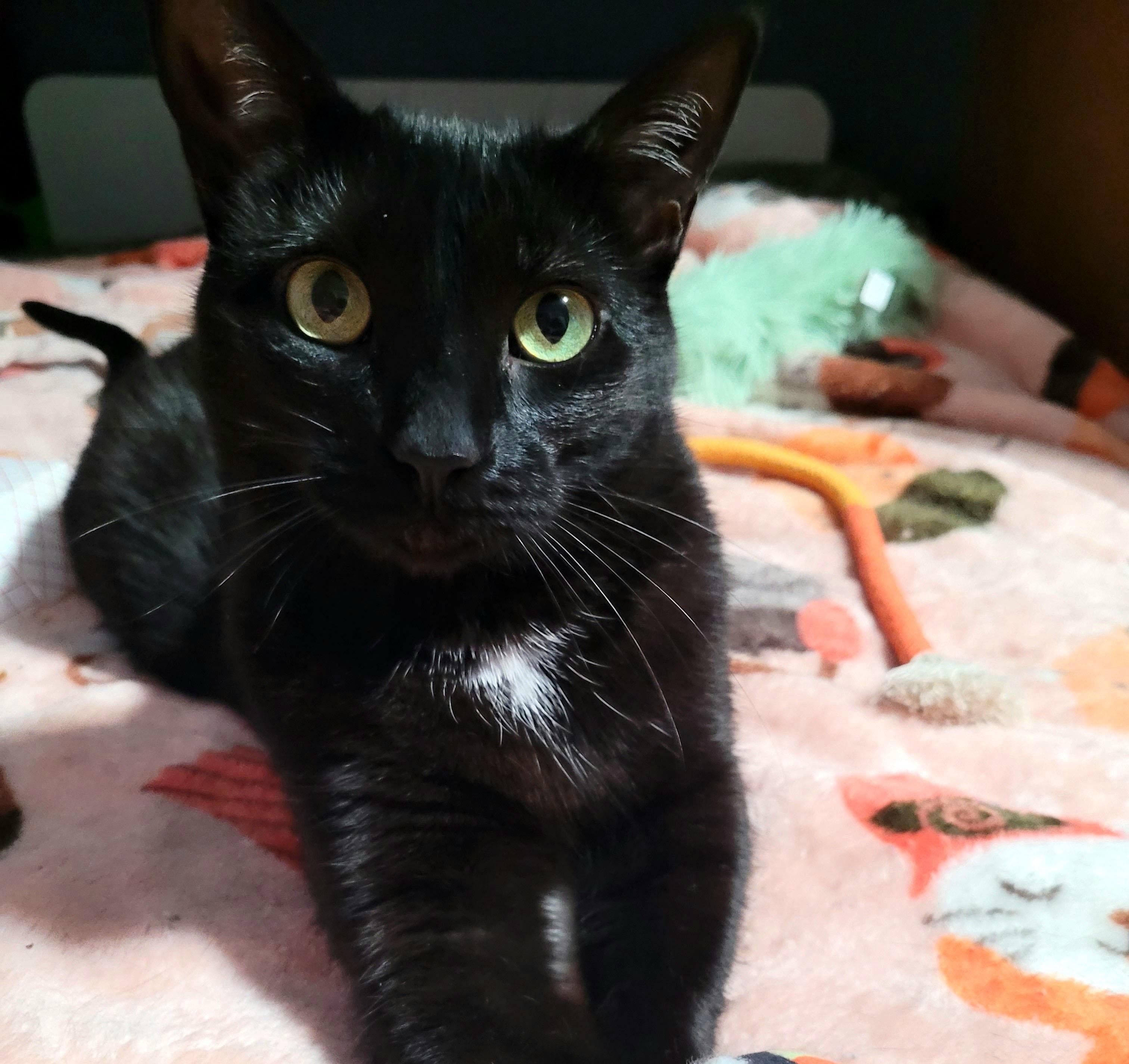 Enlarge Pipsqueak, a ADOPTABLE Domestic Short Hair in Milwaukee, WI image 4/5