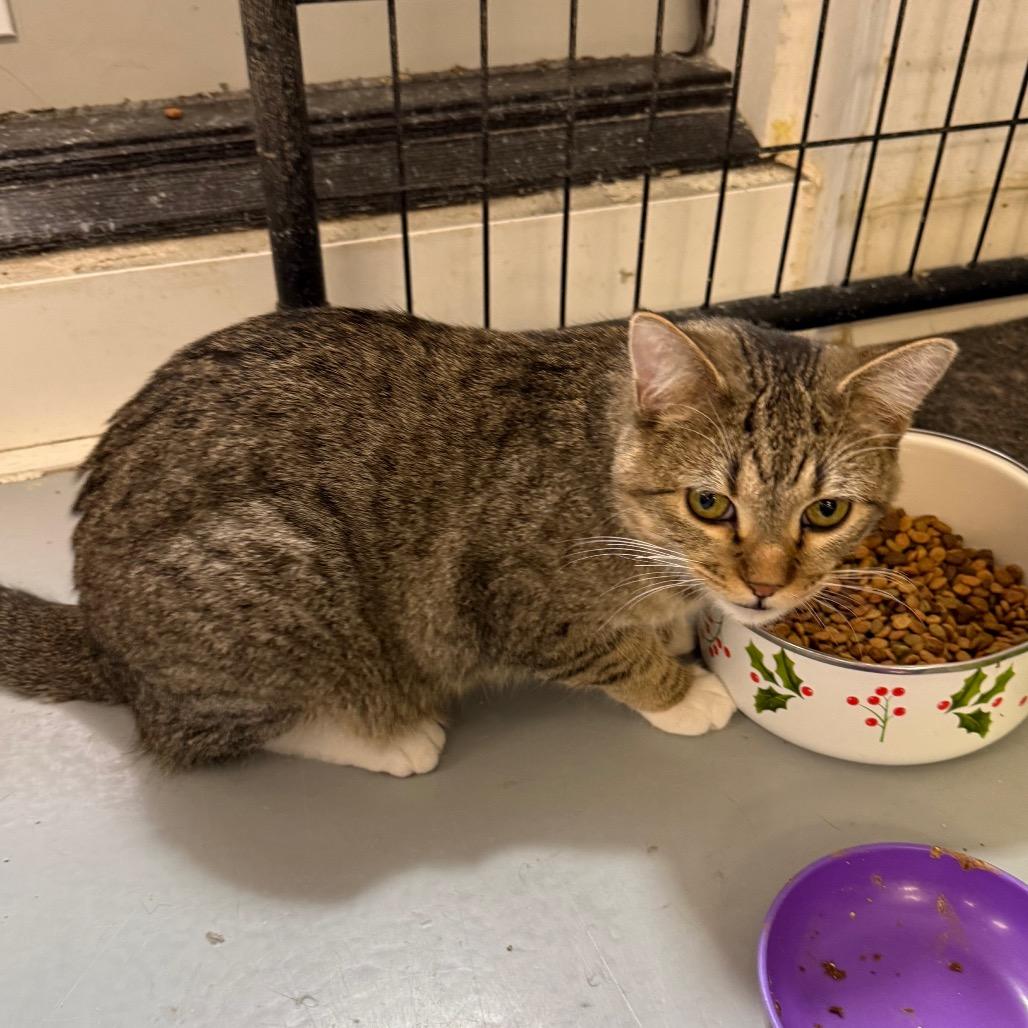 Enlarge Simba, a Adoptable Domestic Short Hair in Carroll, IA image 1/5