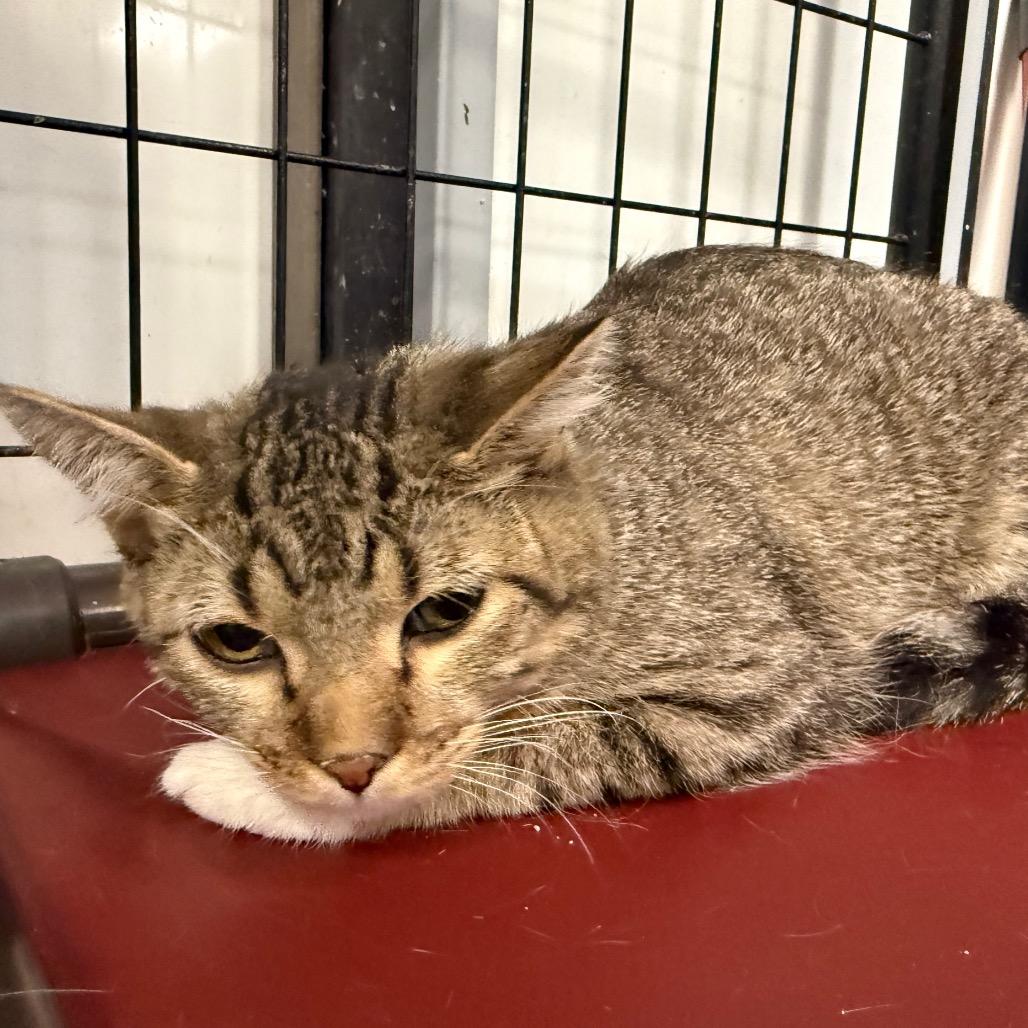Enlarge Simba, a Adoptable Domestic Short Hair in Carroll, IA image 2/5