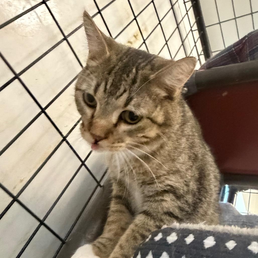 Simba, a Adoptable Domestic Short Hair in Carroll, IA image 3/6