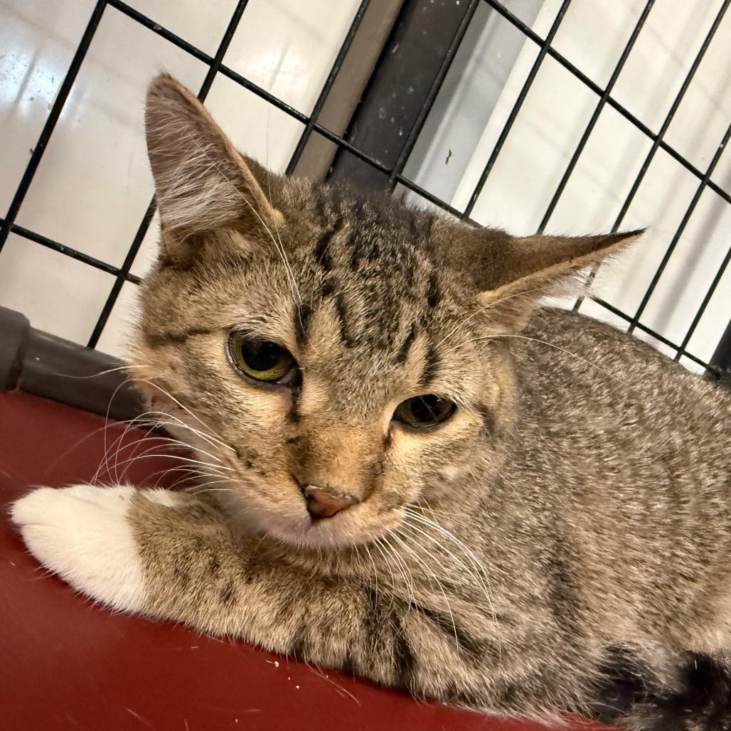 Enlarge Simba, a Adoptable Domestic Short Hair in Carroll, IA image 3/5