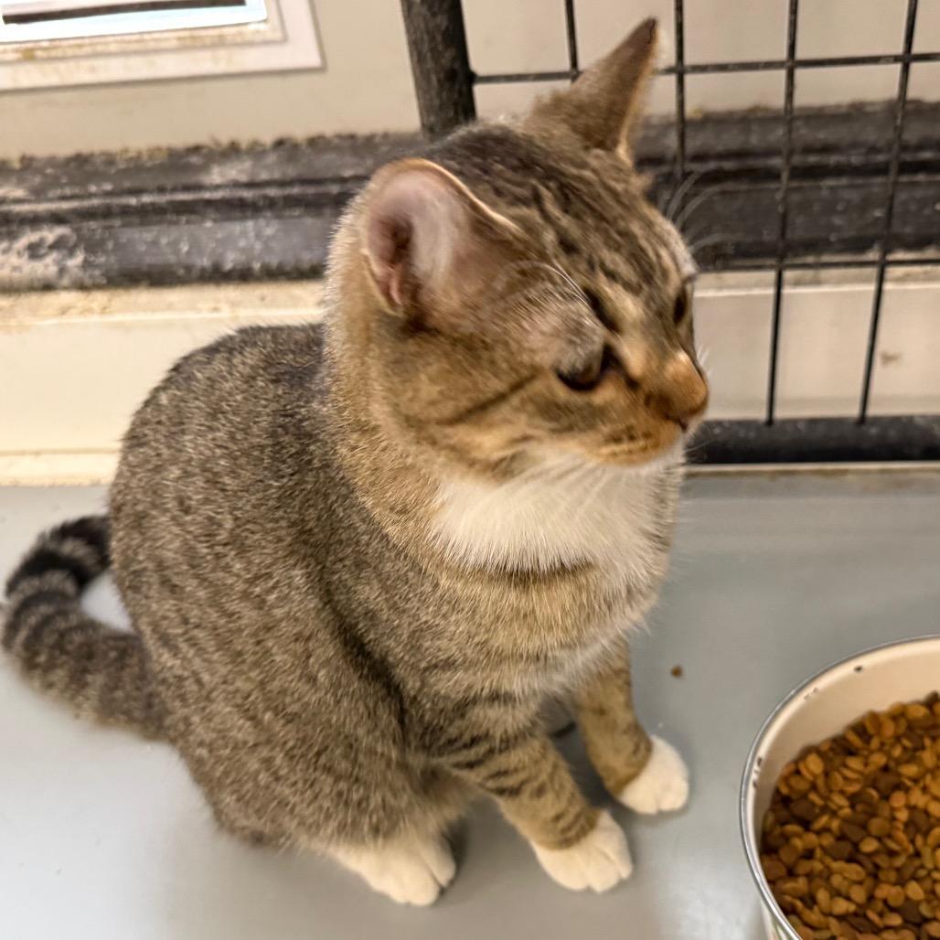 Enlarge Simba, a Adoptable Domestic Short Hair in Carroll, IA image 4/5