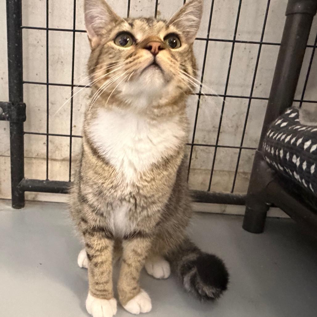 Enlarge Simba, a Adoptable Domestic Short Hair in Carroll, IA image 5/6