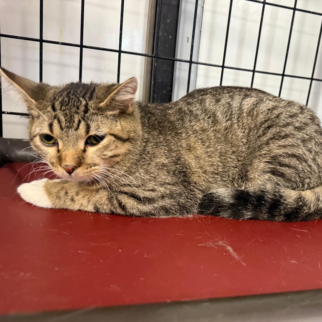 Enlarge Simba, a Adoptable Domestic Short Hair in Carroll, IA image 5/5