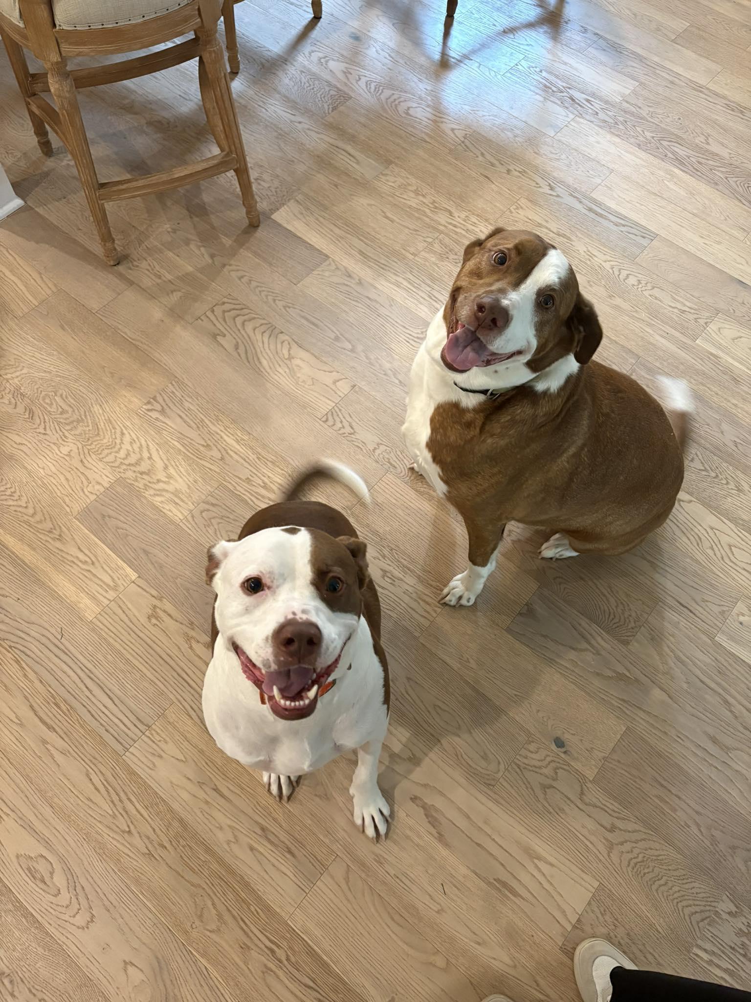 Luchee & Eli, Adoptable, Adult Male Pit Bull Terrier & American Bulldog.