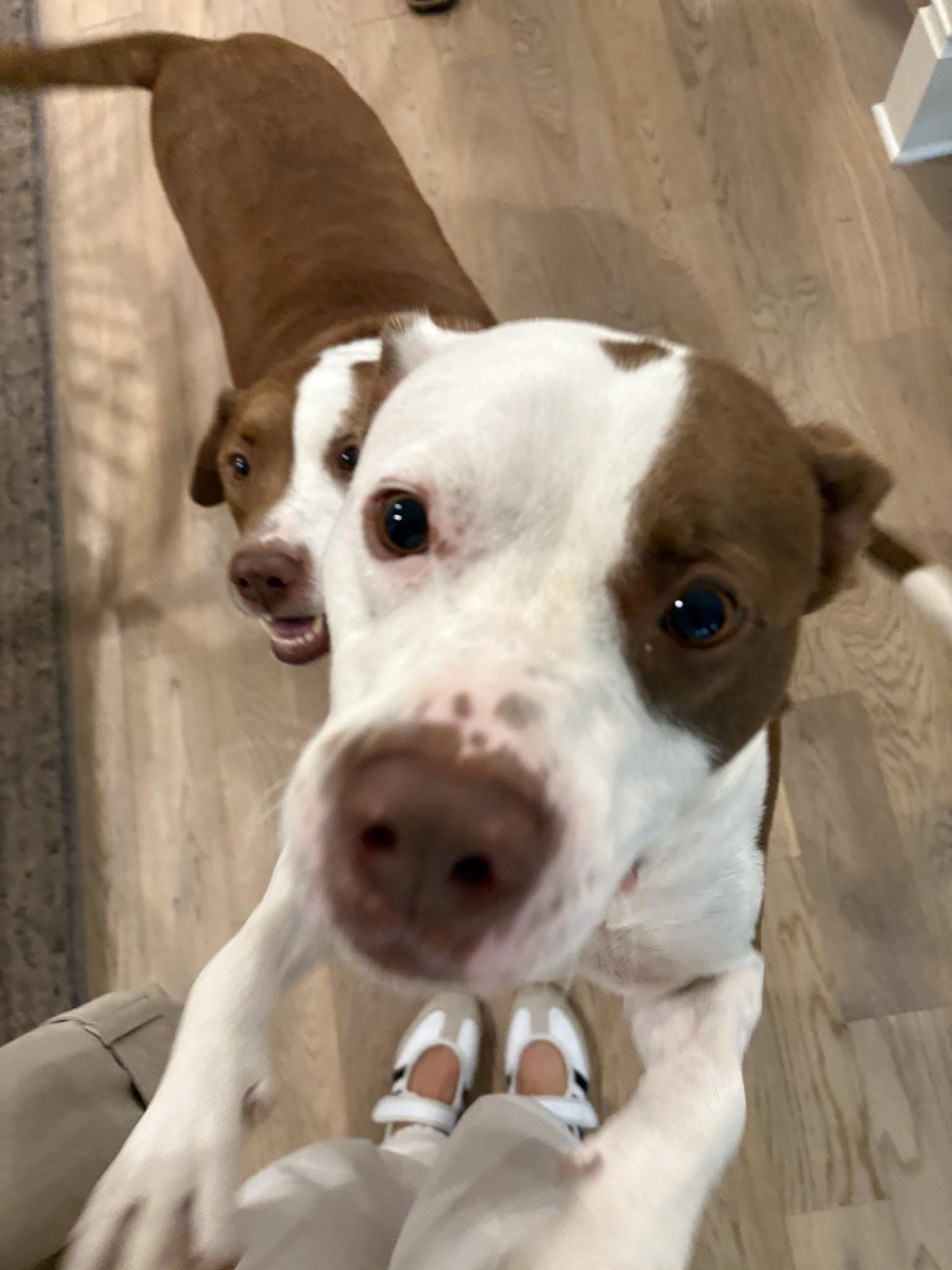 Luchee & Eli, a Adoptable mixed breed in Mount Holly, NJ image 2/6