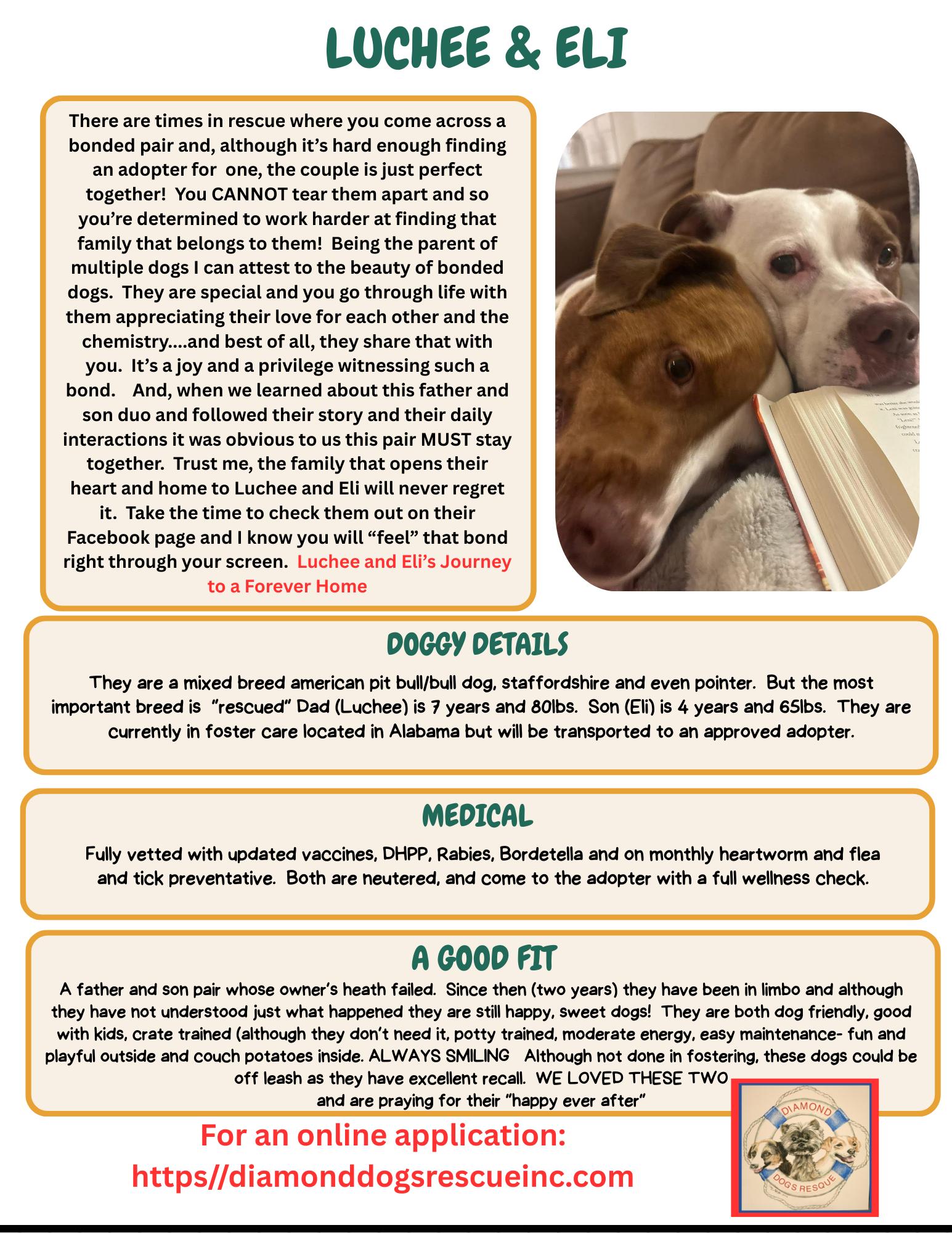 Luchee & Eli, a Adoptable mixed breed in Mount Holly, NJ image 3/6