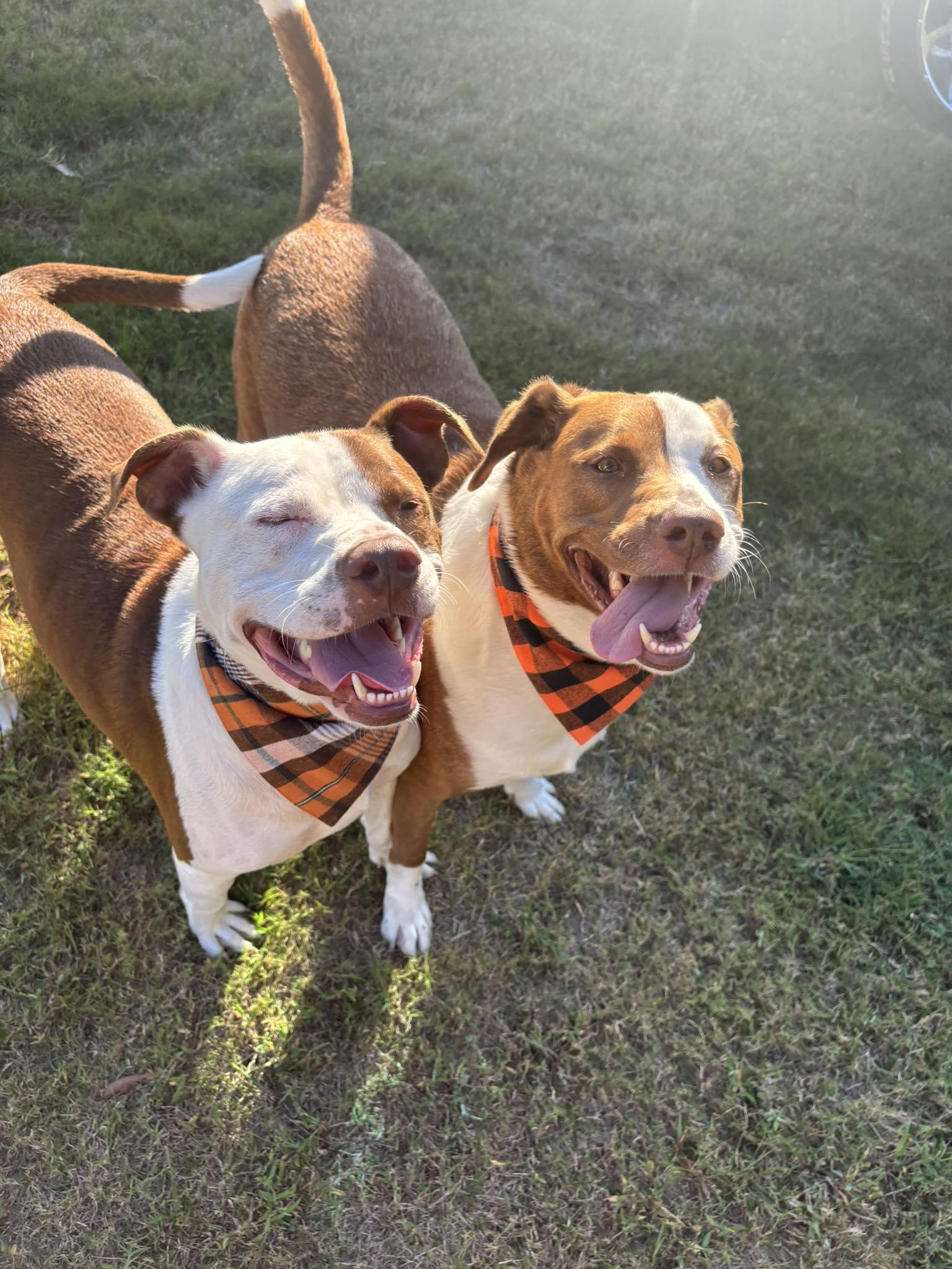 Luchee & Eli, a Adoptable mixed breed in Mount Holly, NJ image 4/6