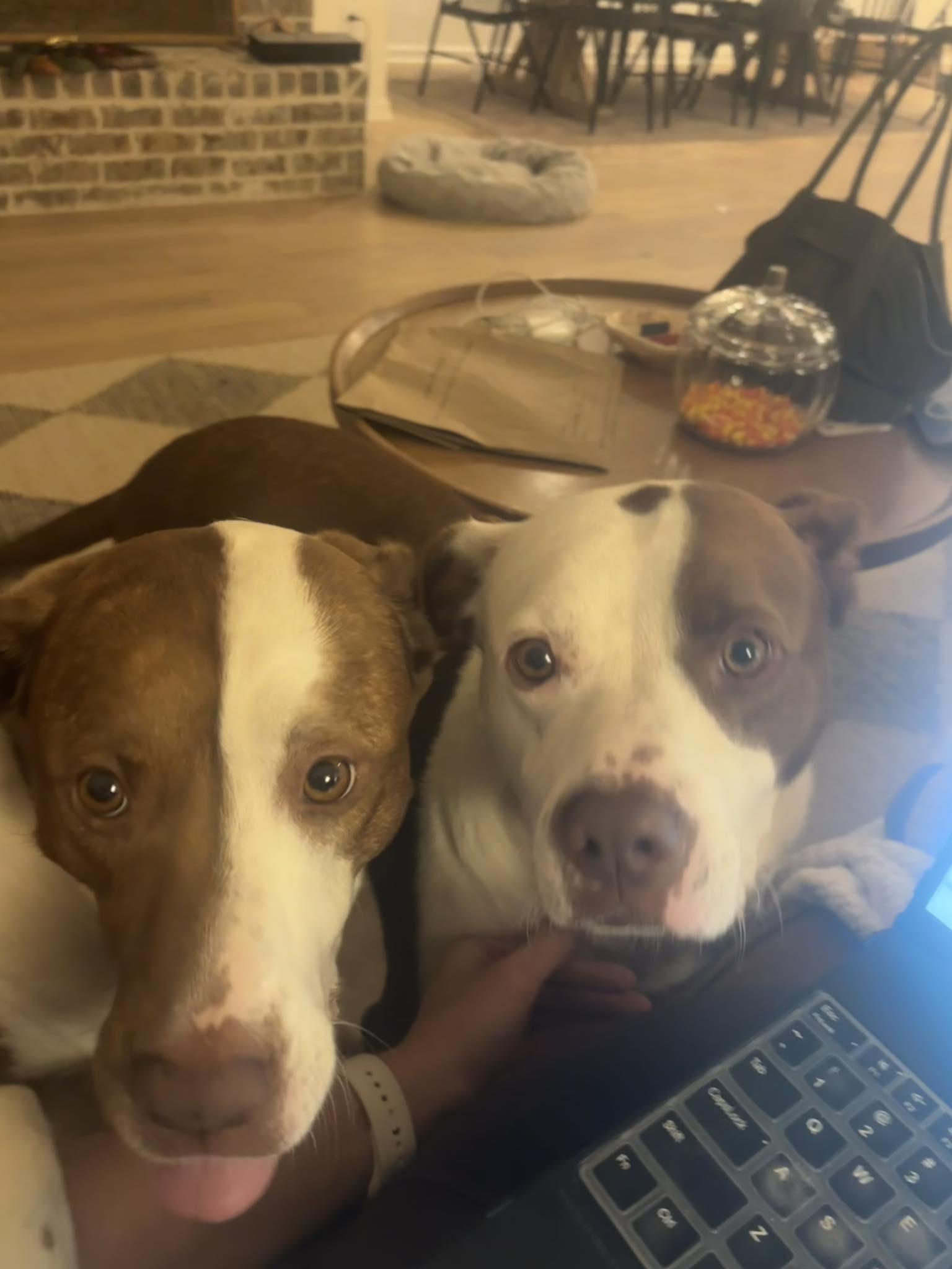 Luchee & Eli, a Adoptable mixed breed in Mount Holly, NJ image 5/6