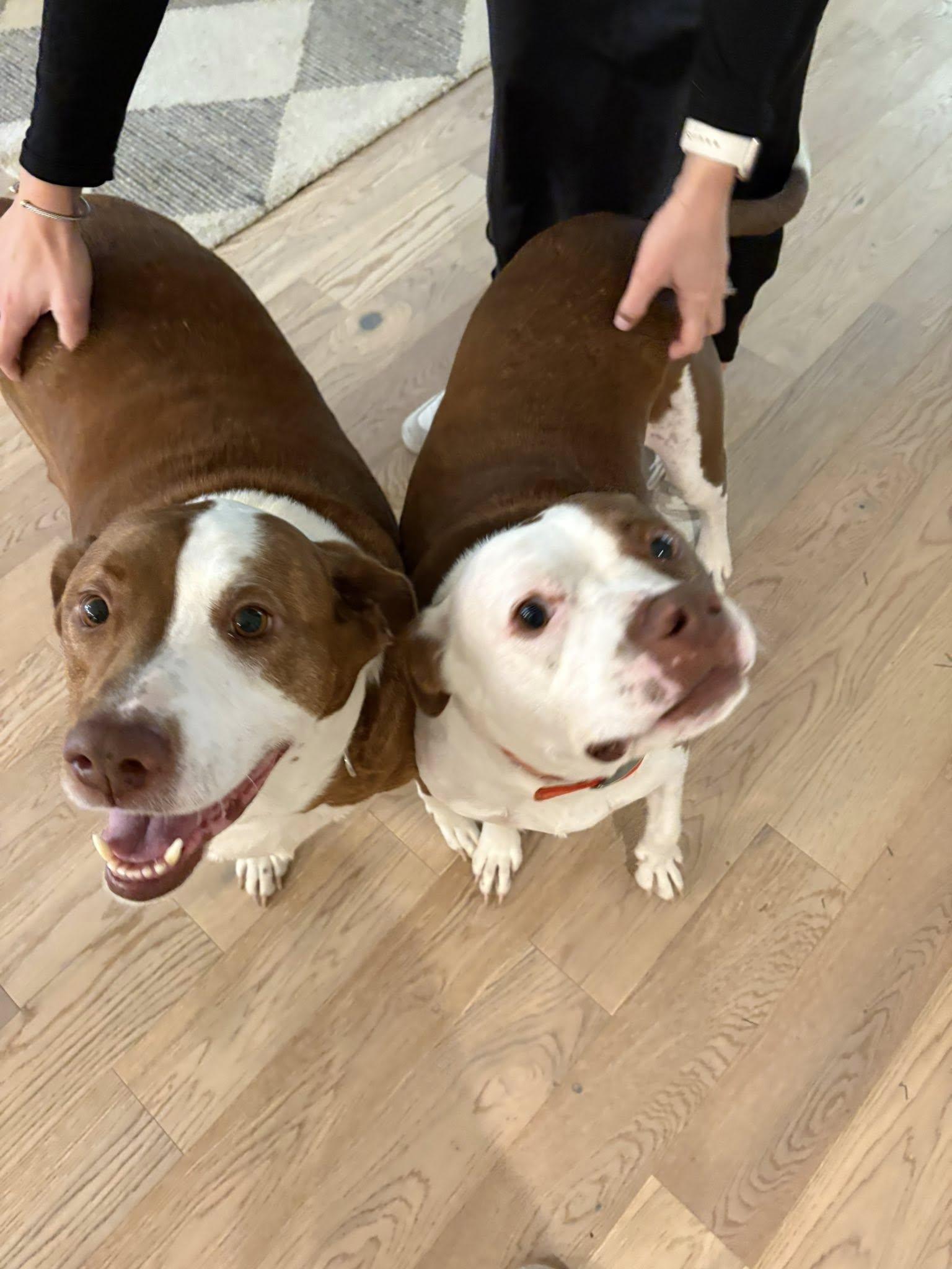 Luchee & Eli, a Adoptable mixed breed in Mount Holly, NJ image 6/6