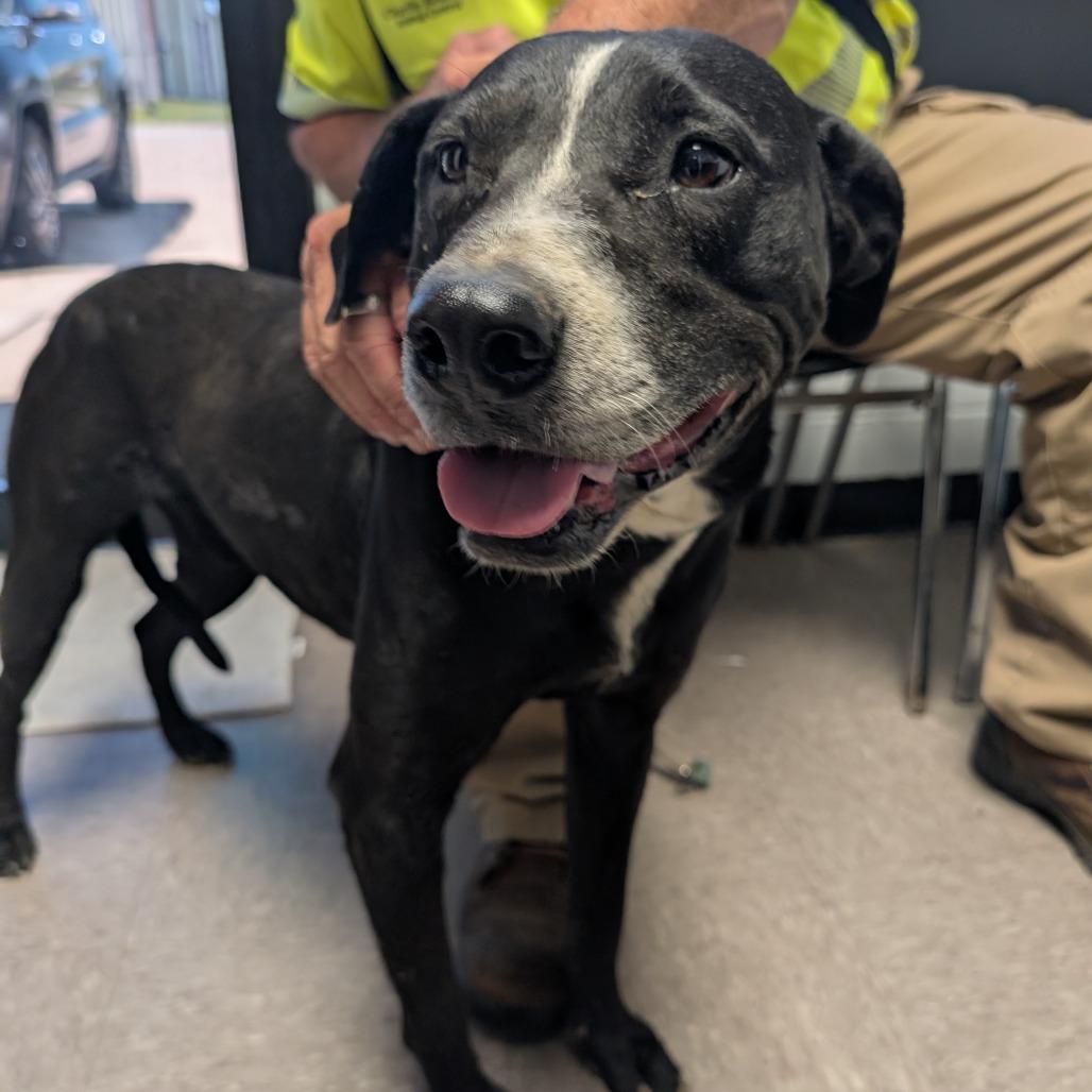 Walter, Adoptable, Adult Male Mixed Breed.