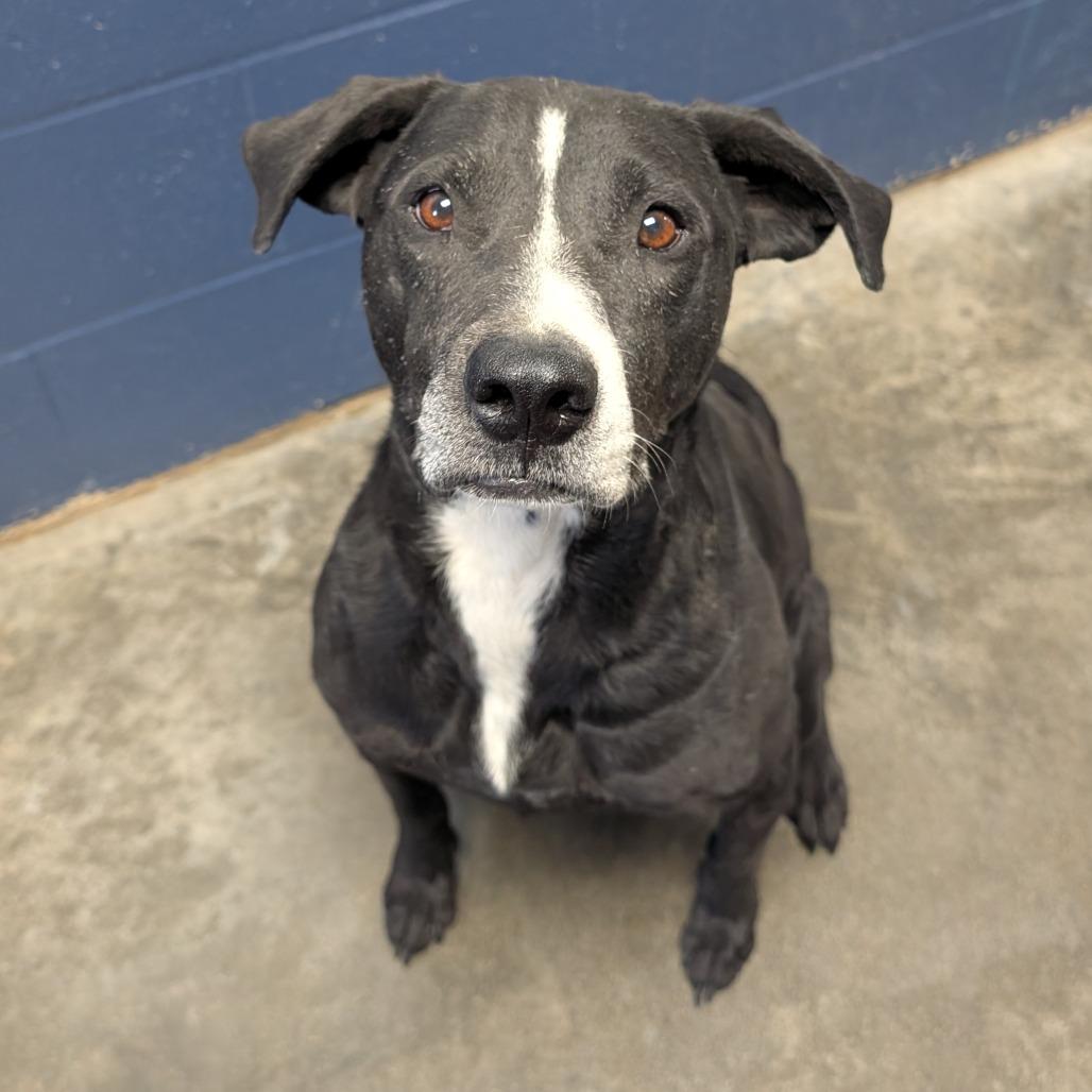 Walter, a Adoptable Mixed Breed in Independence, KS image 2/6