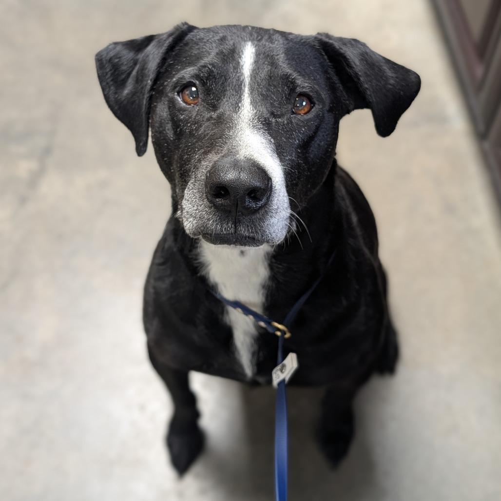 Walter, a Adoptable Mixed Breed in Independence, KS image 3/6