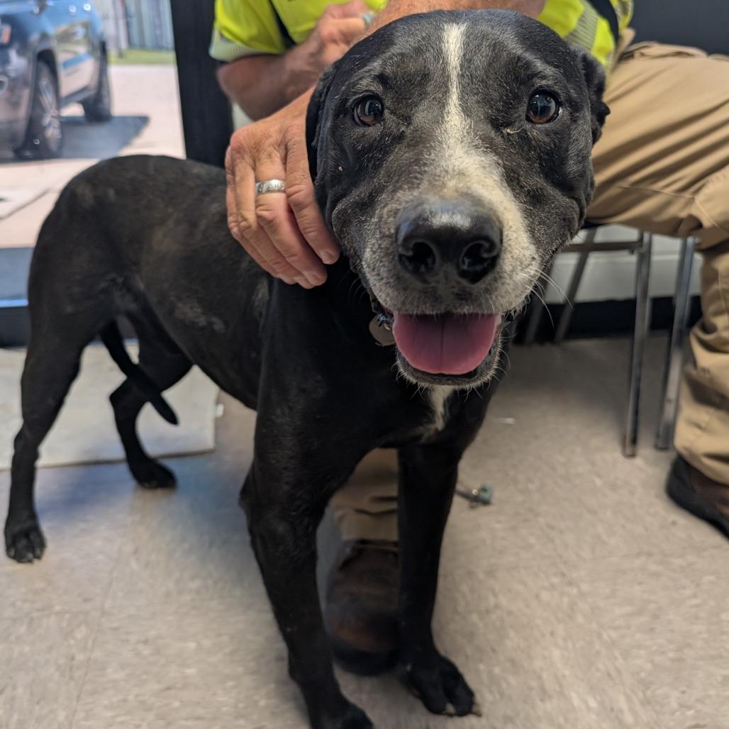 Walter, a Adoptable Mixed Breed in Independence, KS image 4/6