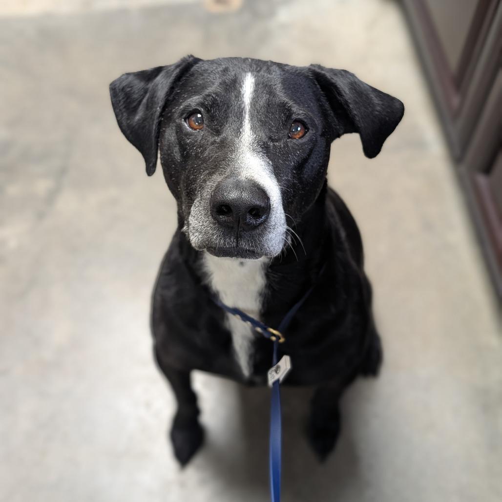 Walter, a Adoptable Mixed Breed in Independence, KS image 5/6