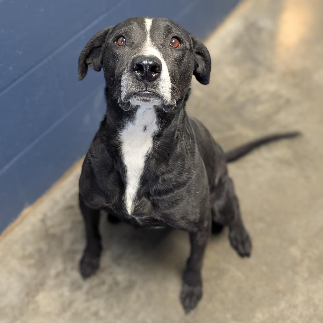 Walter, a Adoptable Mixed Breed in Independence, KS image 6/6