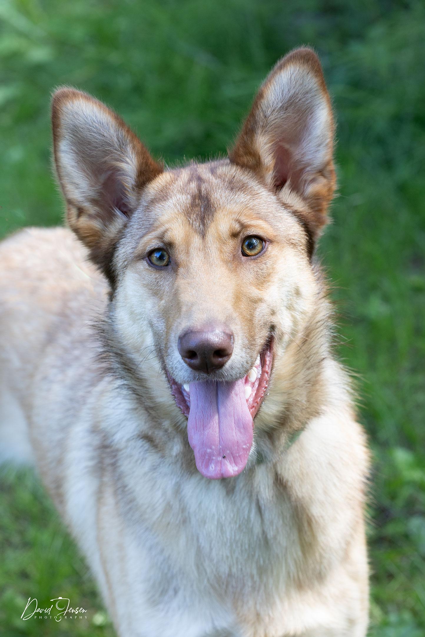 Enlarge Peanut, a ADOPTABLE mixed breed in Anchorage, AK image 1/1