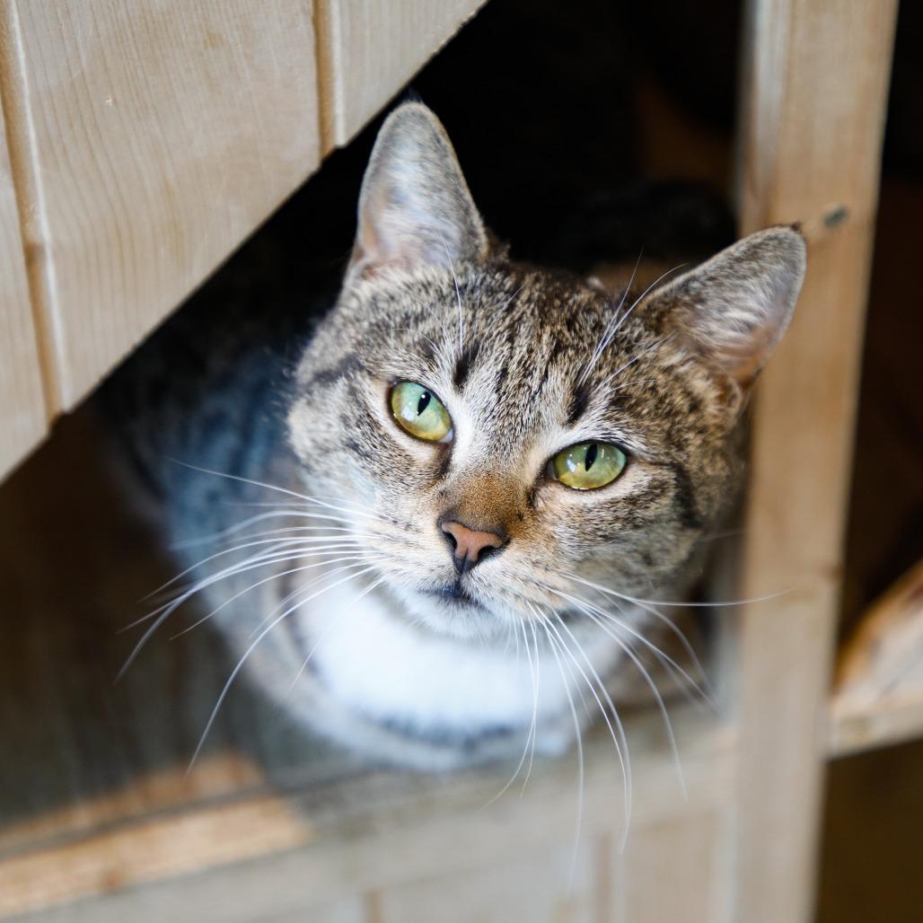 Fifi, a Adoptable Domestic Short Hair in Tampa, FL image 1/3