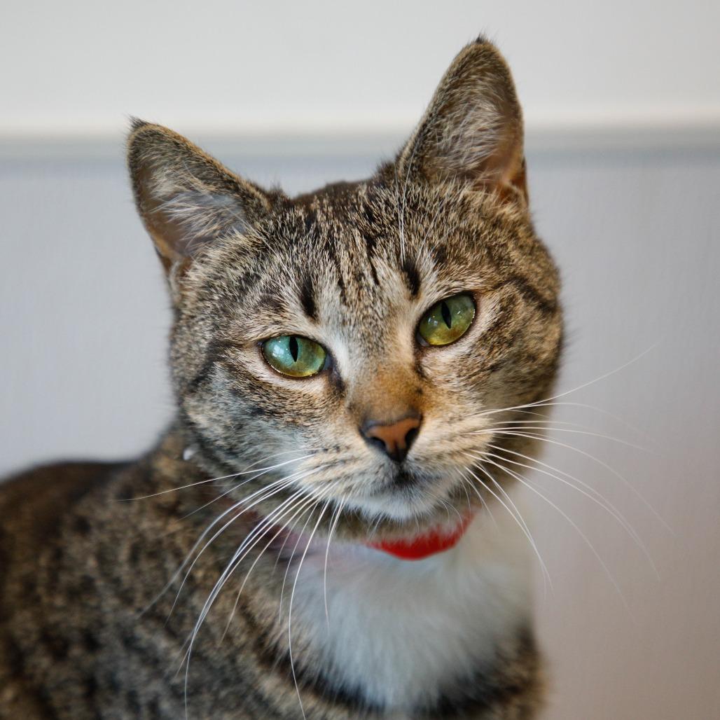 Fifi, a Adoptable Domestic Short Hair in Tampa, FL image 2/3