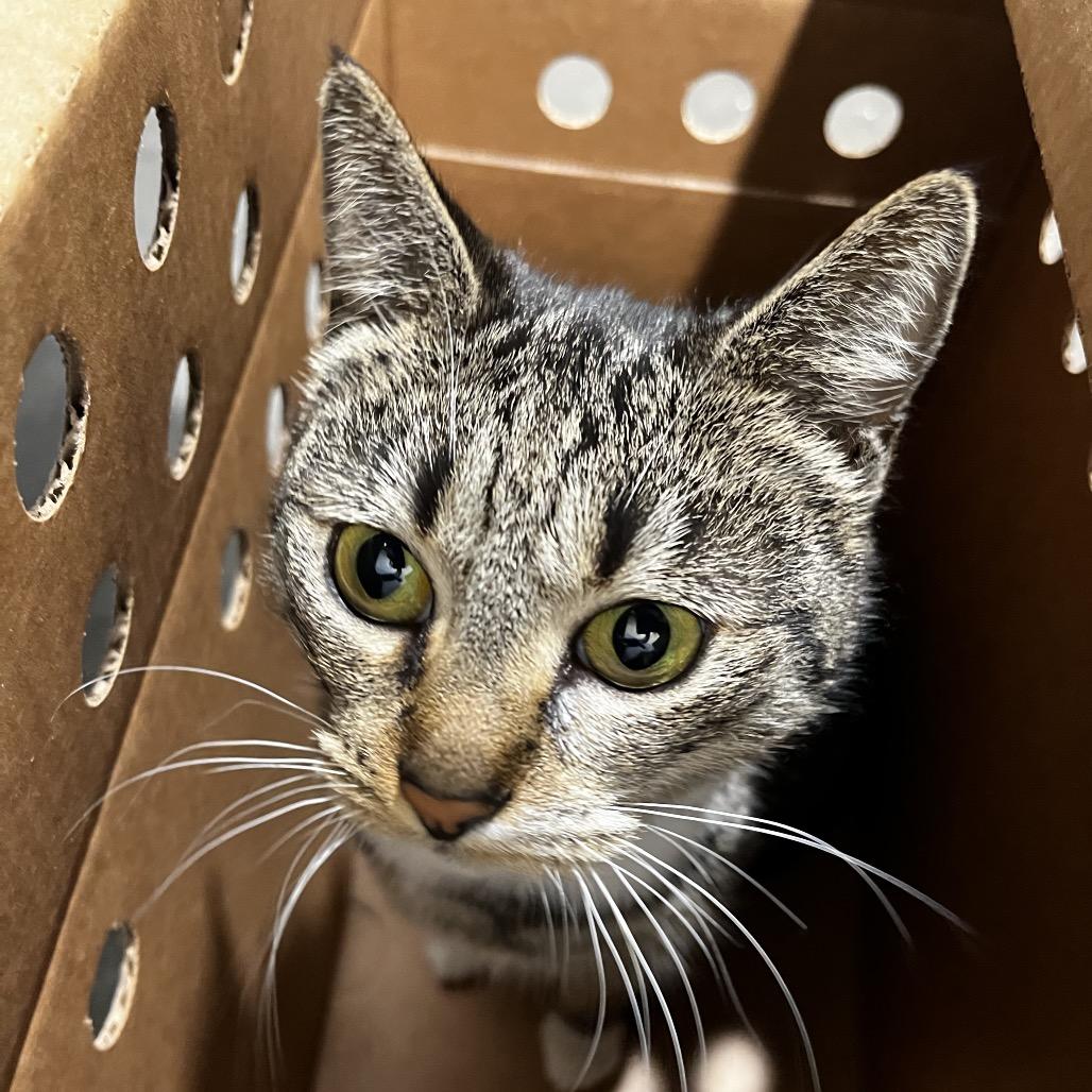 Fifi, a Adoptable Domestic Short Hair in Tampa, FL image 3/3