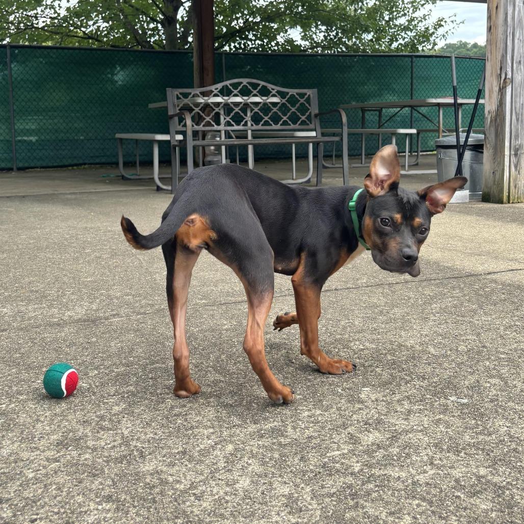 Enlarge Nellie, a Adopted mixed breed in Waynesburg, PA image 3/6