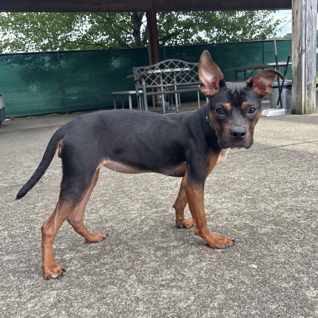 Enlarge Nellie, a Adopted mixed breed in Waynesburg, PA image 2/6