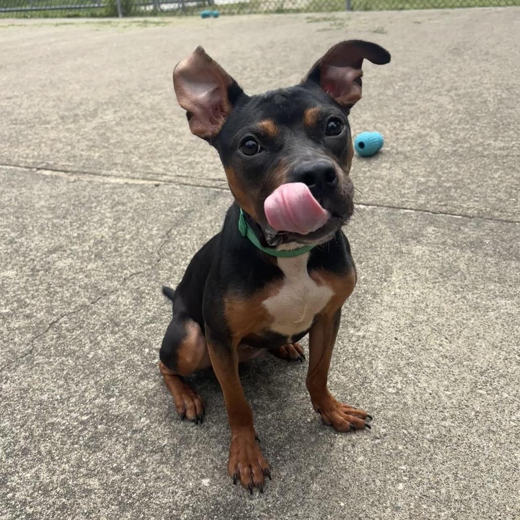 Nellie, Adopted, Adult Female Hound & Mixed Breed.