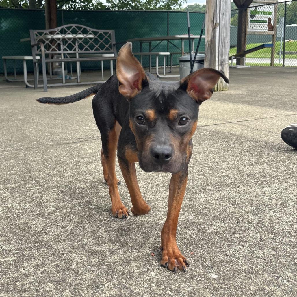 Enlarge Nellie, a Adopted mixed breed in Waynesburg, PA image 6/6