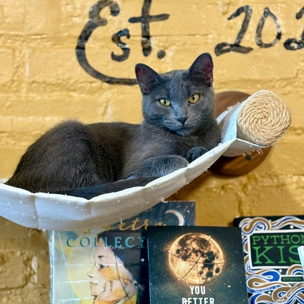 Enlarge Rue, a Adoptable Domestic Short Hair in Pittsburg, KS image 1/1