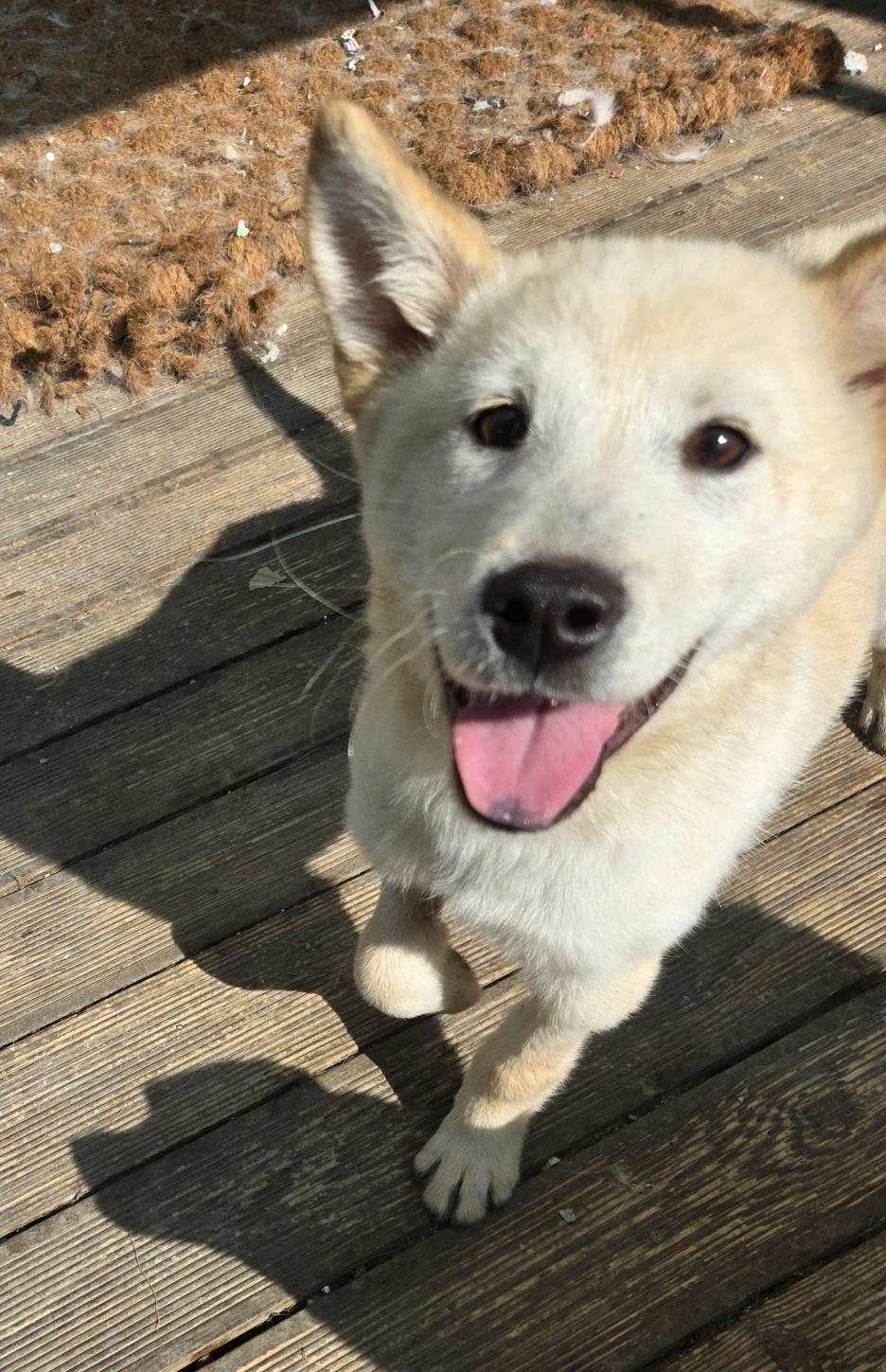PINO, a Adoptable mixed breed in Centreville, VA image 2/6