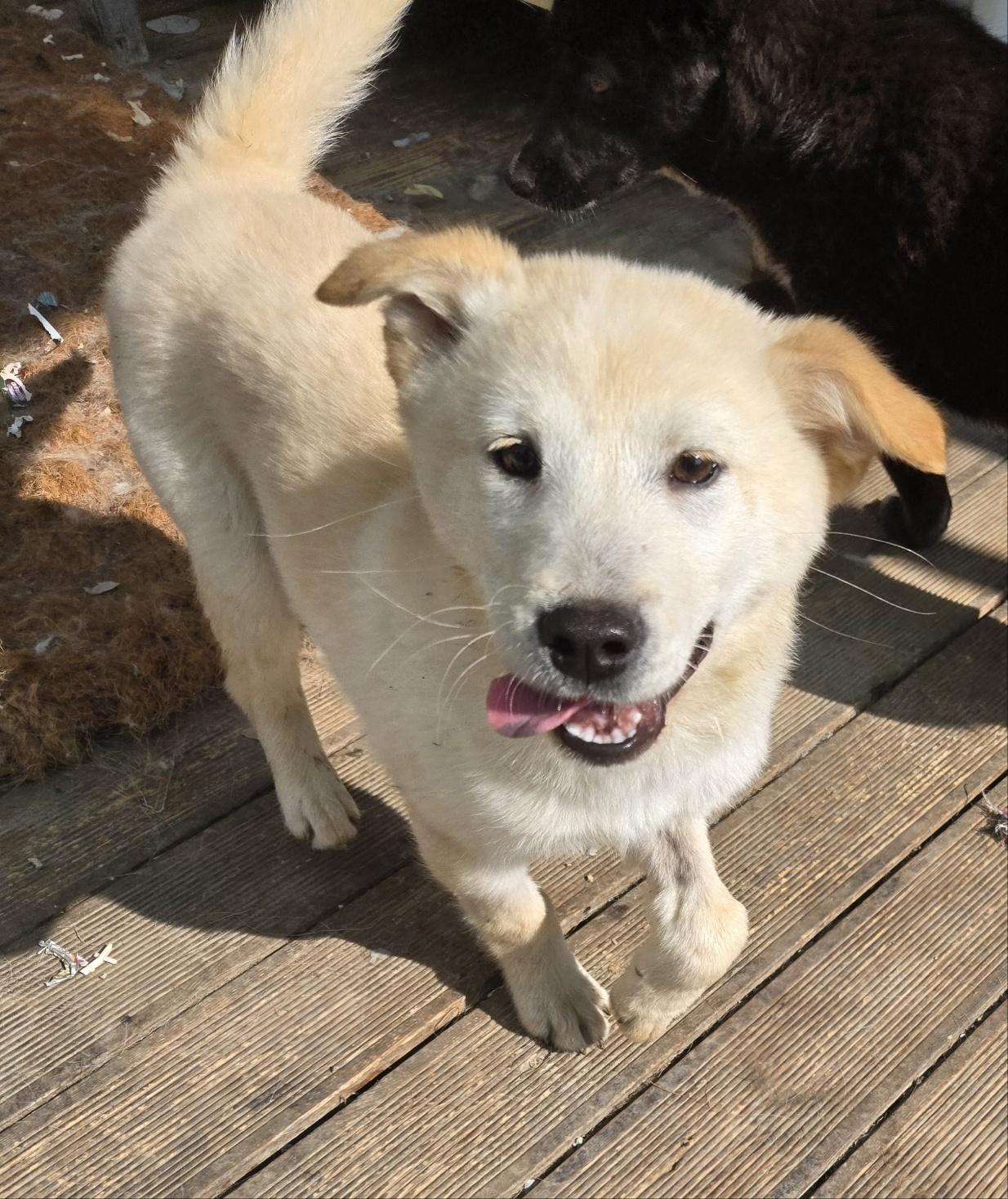 PINO, a Adoptable mixed breed in Centreville, VA image 1/6